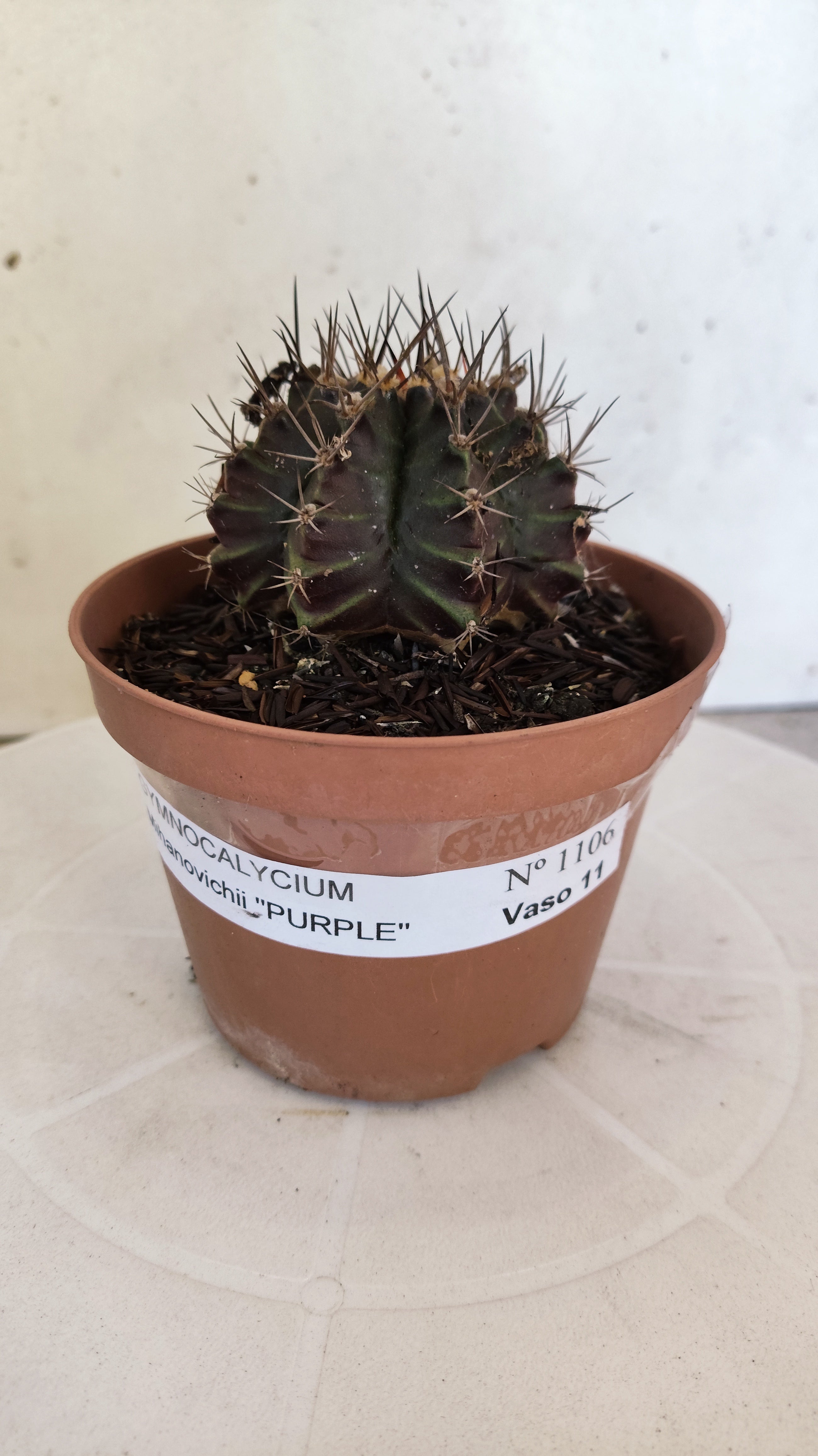 GYMNOCALYCIUM Mihanovichii "PURPLE - Variegata" Nº 1106 – vaso 11