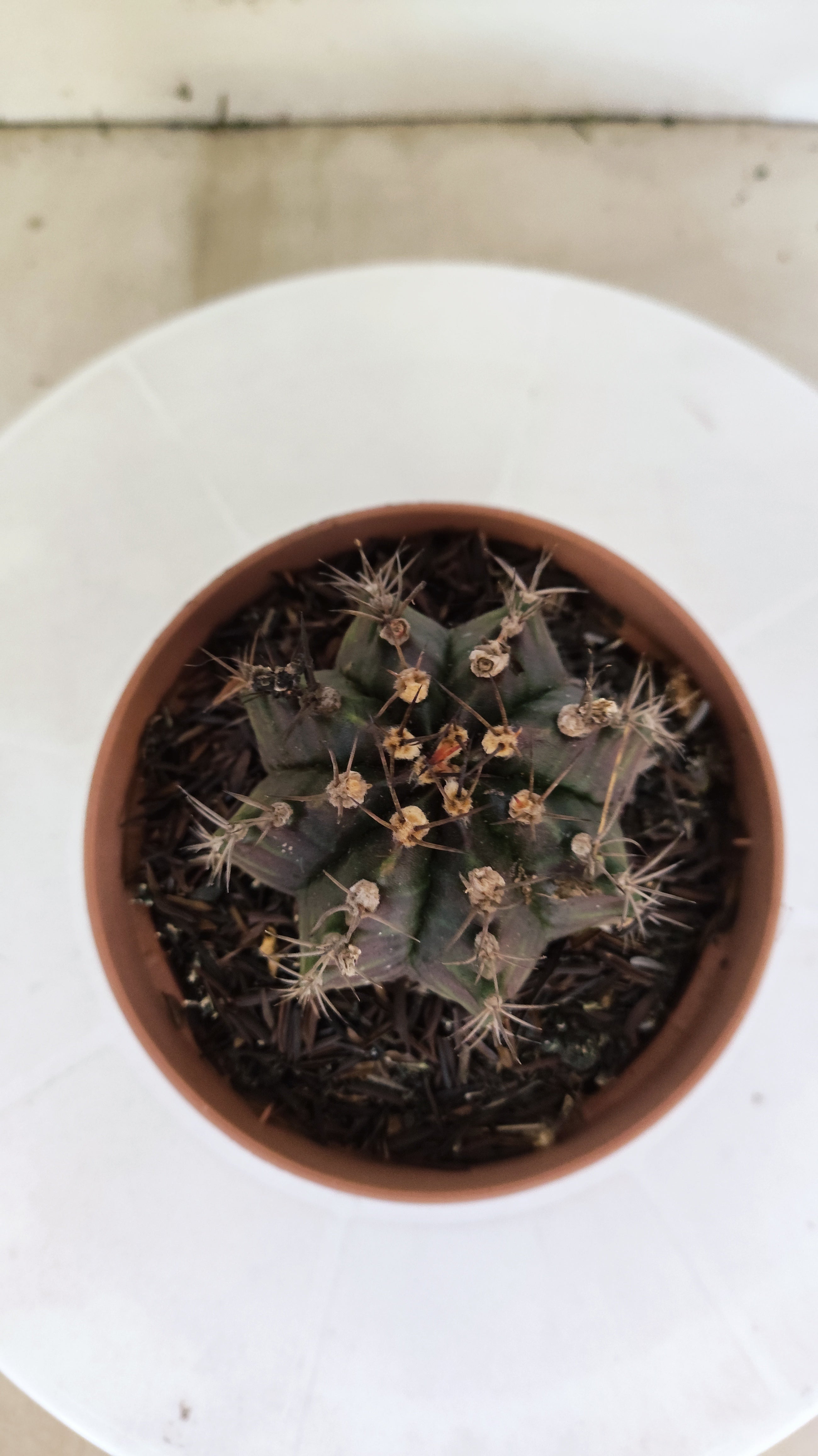 GYMNOCALYCIUM Mihanovichii "PURPLE - Variegata" Nº 1106 – vaso 11