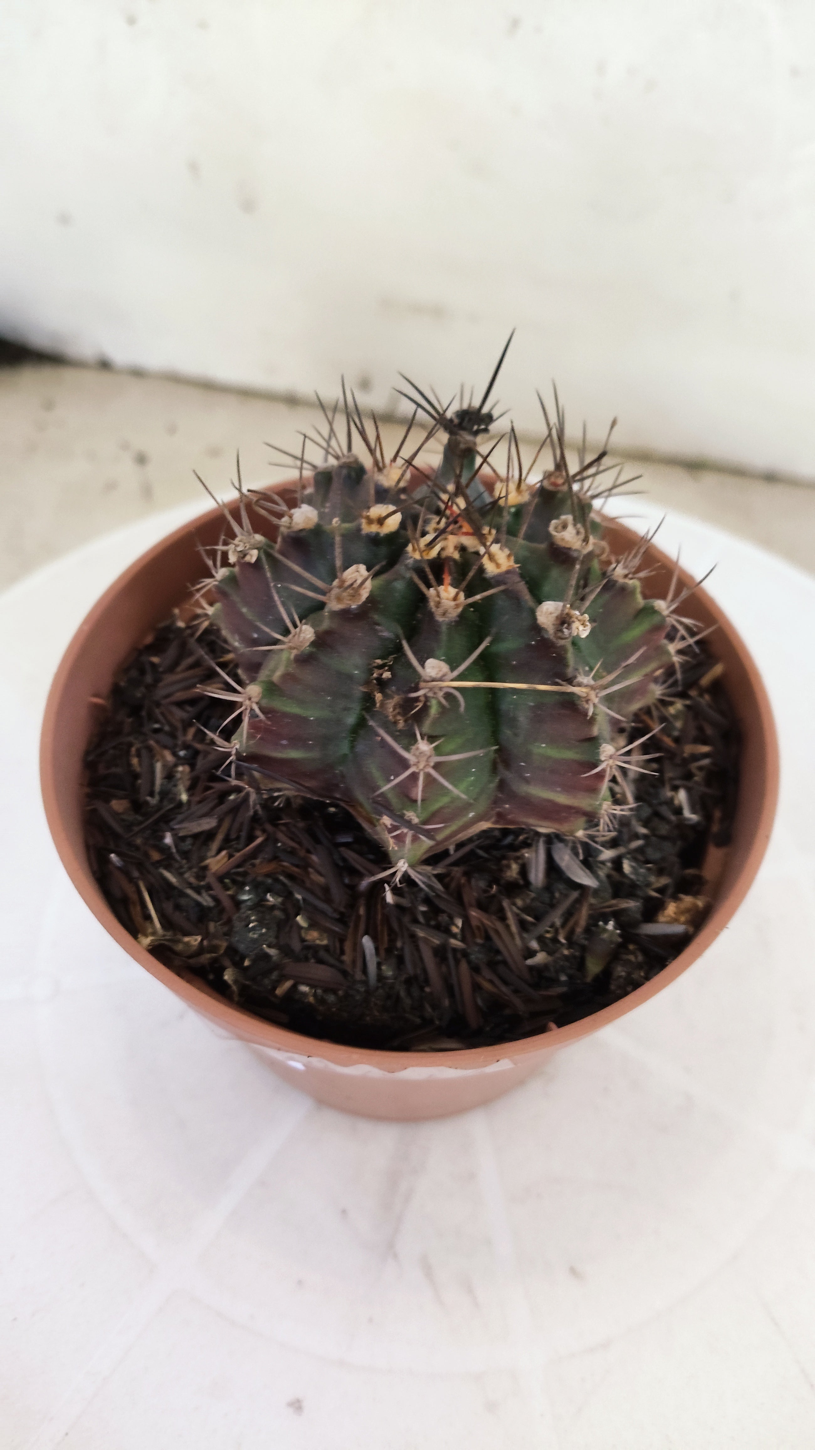 GYMNOCALYCIUM Mihanovichii "PURPLE - Variegata" Nº 1106 – vaso 11