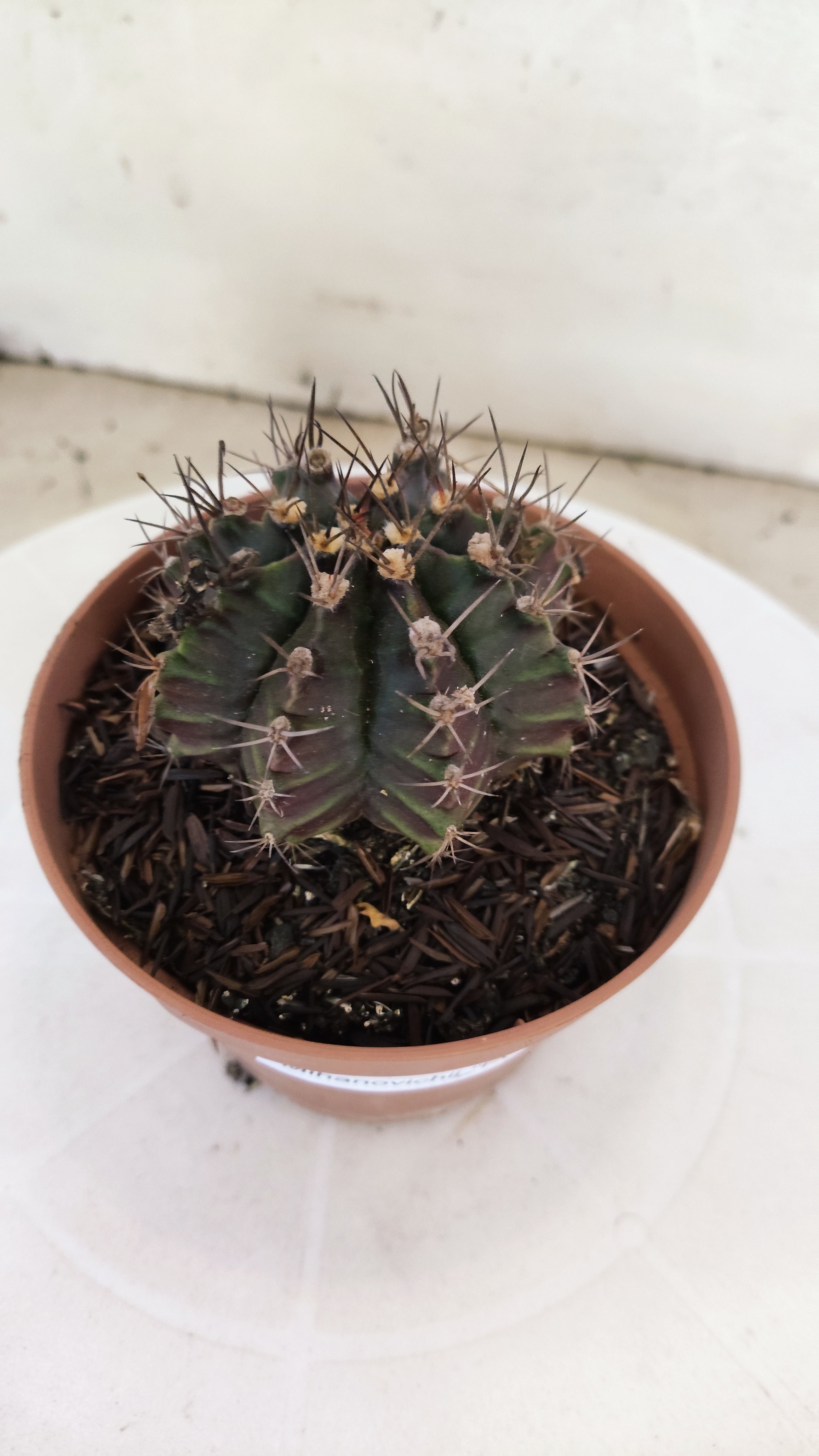 GYMNOCALYCIUM Mihanovichii "PURPLE - Variegata" Nº 1106 – vaso 11
