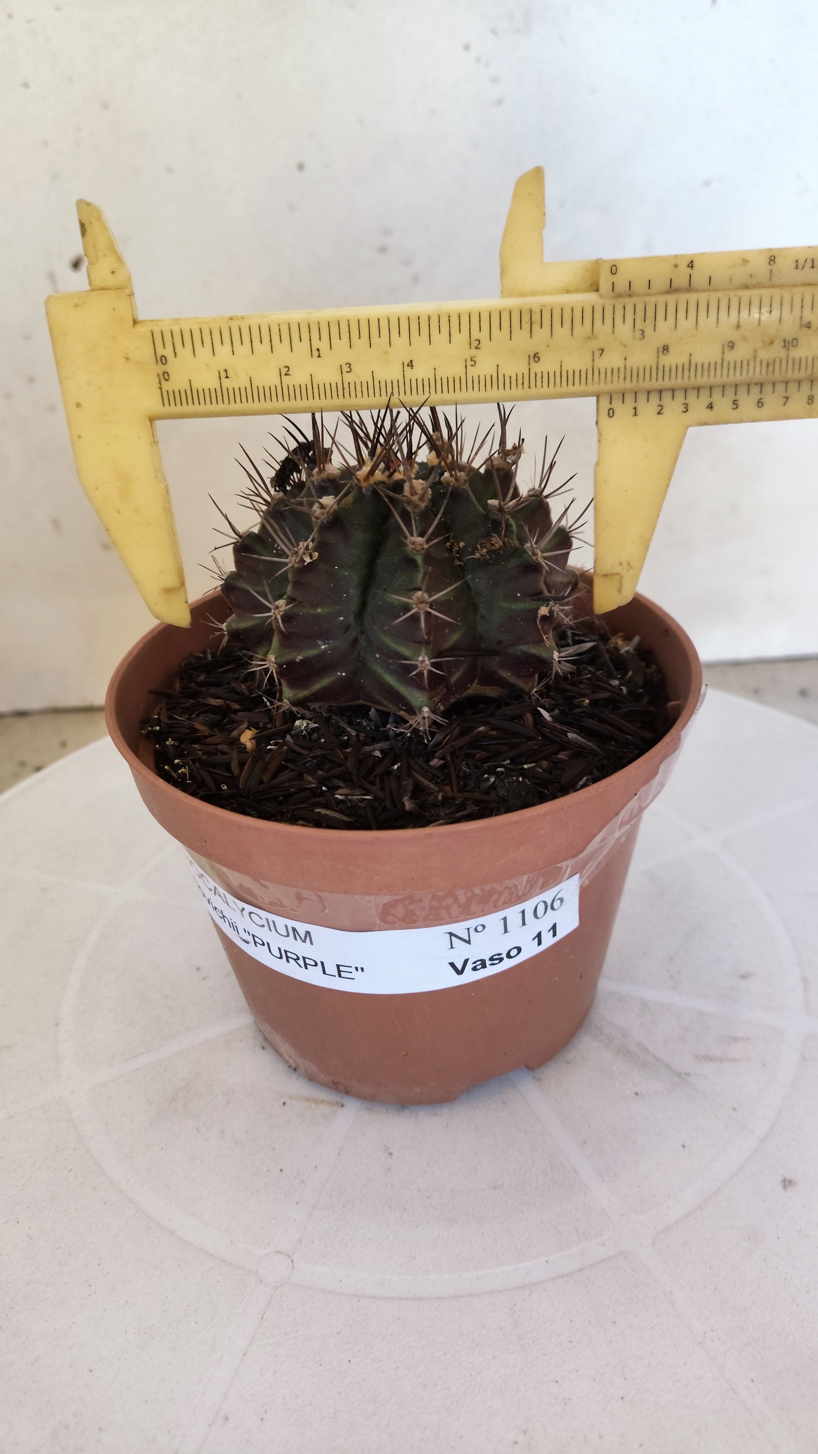 GYMNOCALYCIUM Mihanovichii "PURPLE - Variegata" Nº 1106 – vaso 11