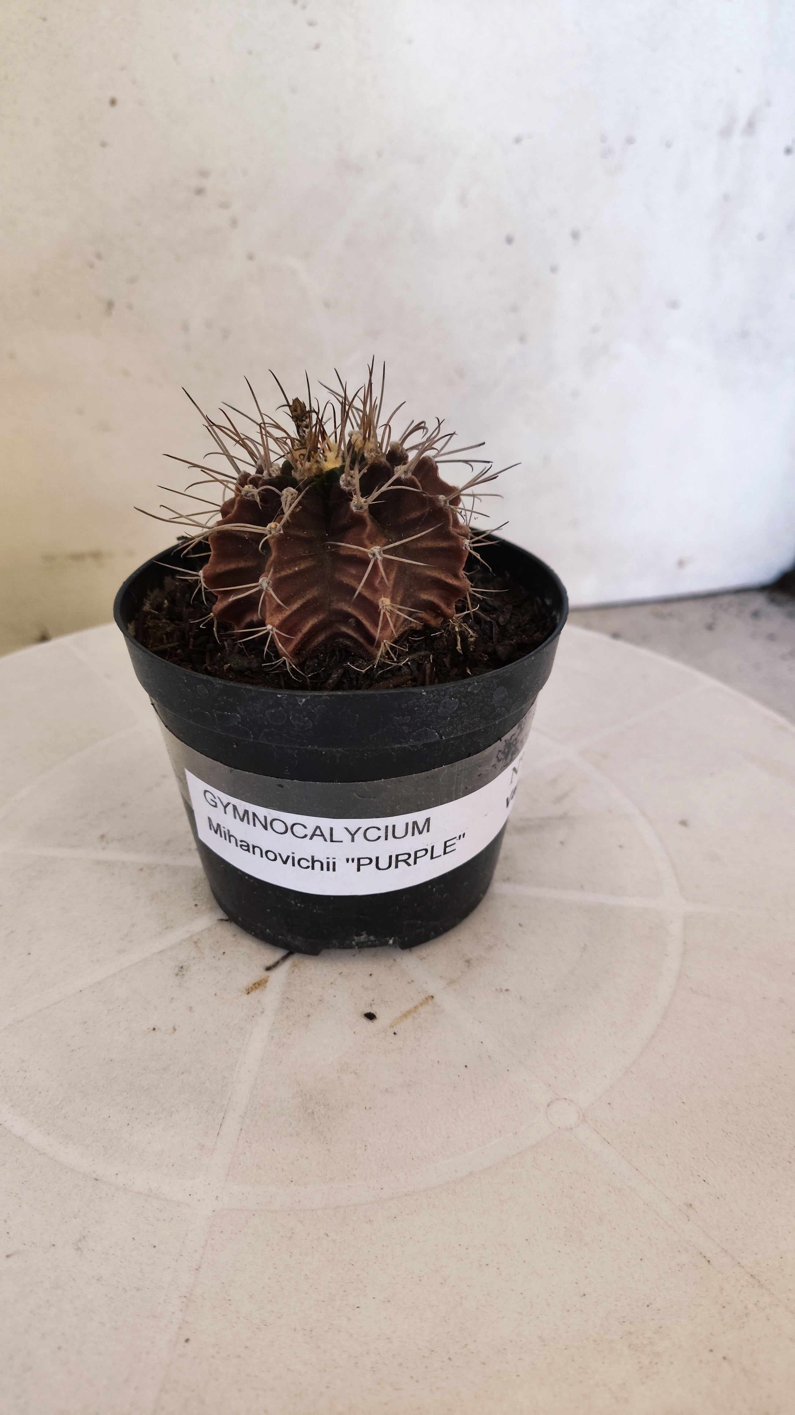 GYMNOCALYCIUM Mihanovichii "PURPLE - Variegata" Nº 1107 – vaso 09