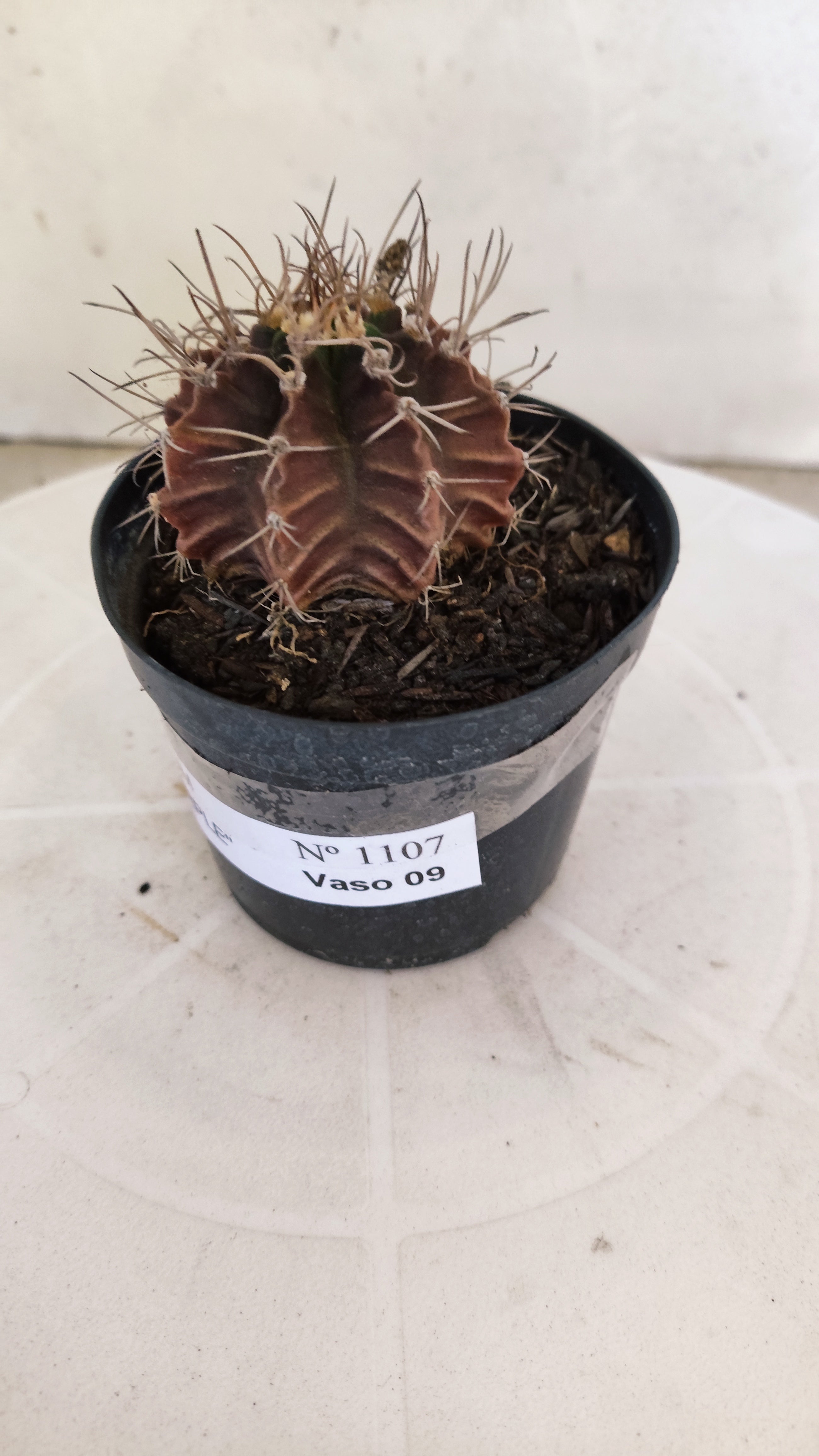 GYMNOCALYCIUM Mihanovichii "PURPLE - Variegata" Nº 1107 – vaso 09