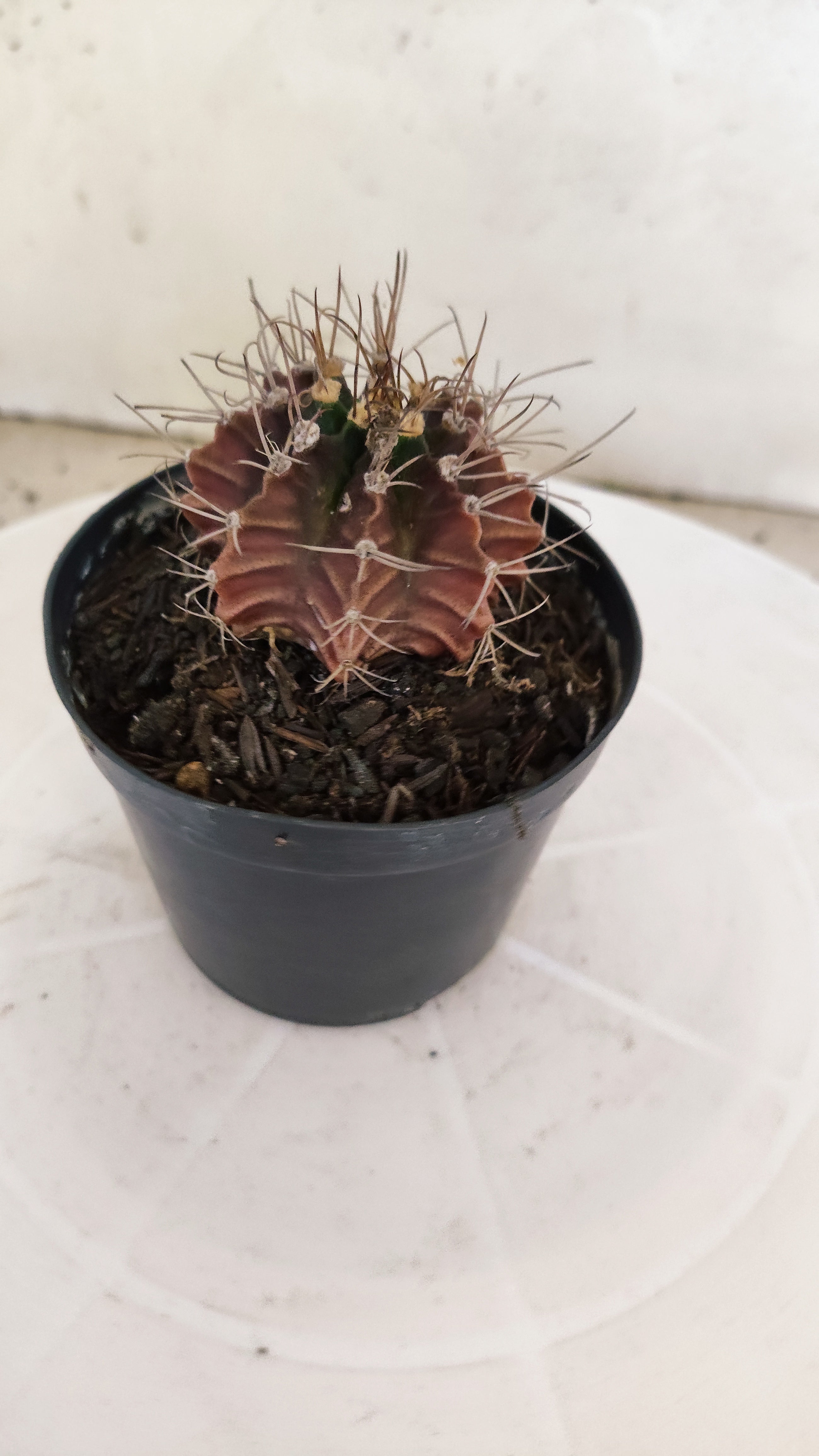 GYMNOCALYCIUM Mihanovichii "PURPLE - Variegata" Nº 1107 – vaso 09