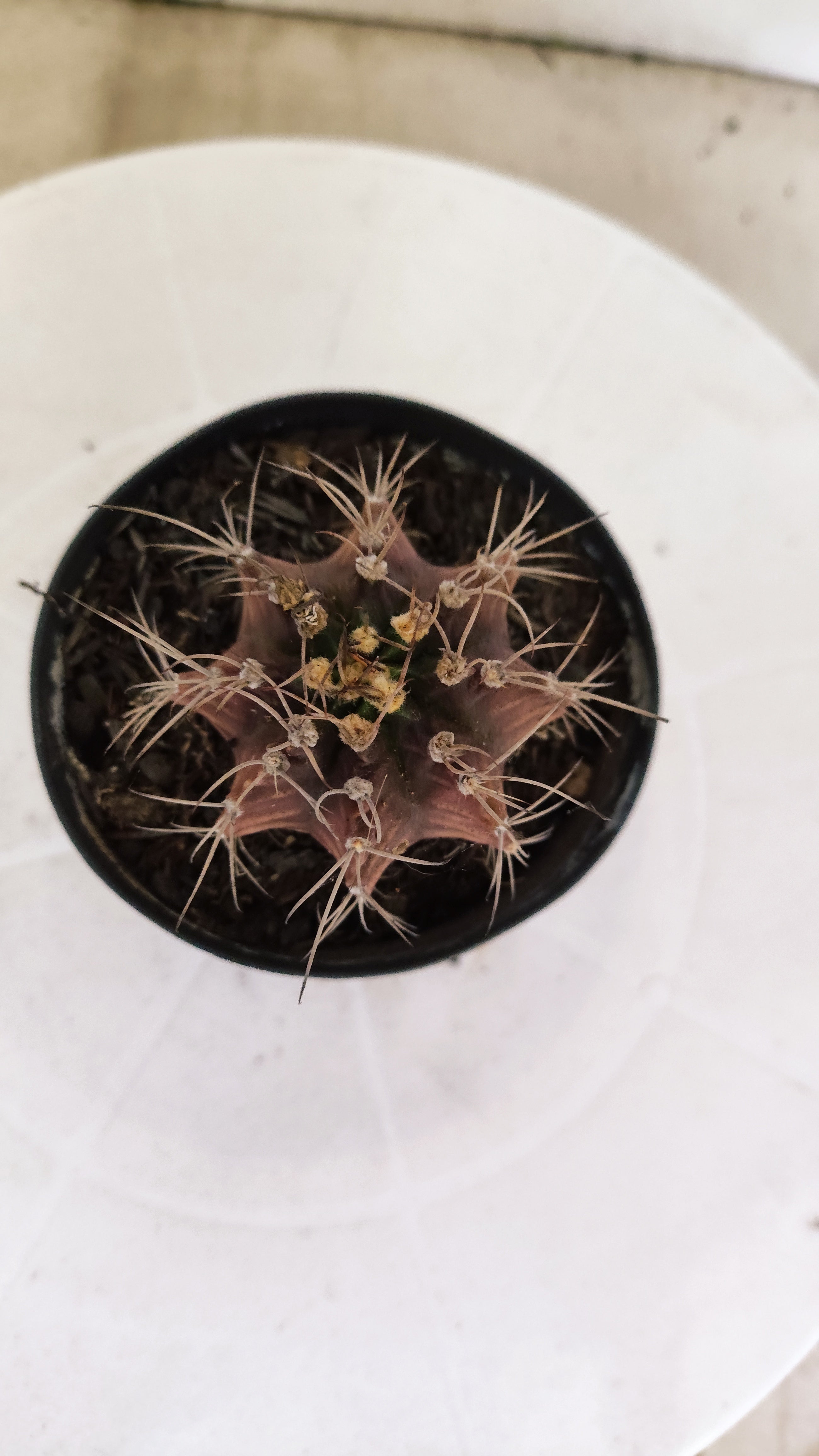 GYMNOCALYCIUM Mihanovichii "PURPLE - Variegata" Nº 1107 – vaso 09