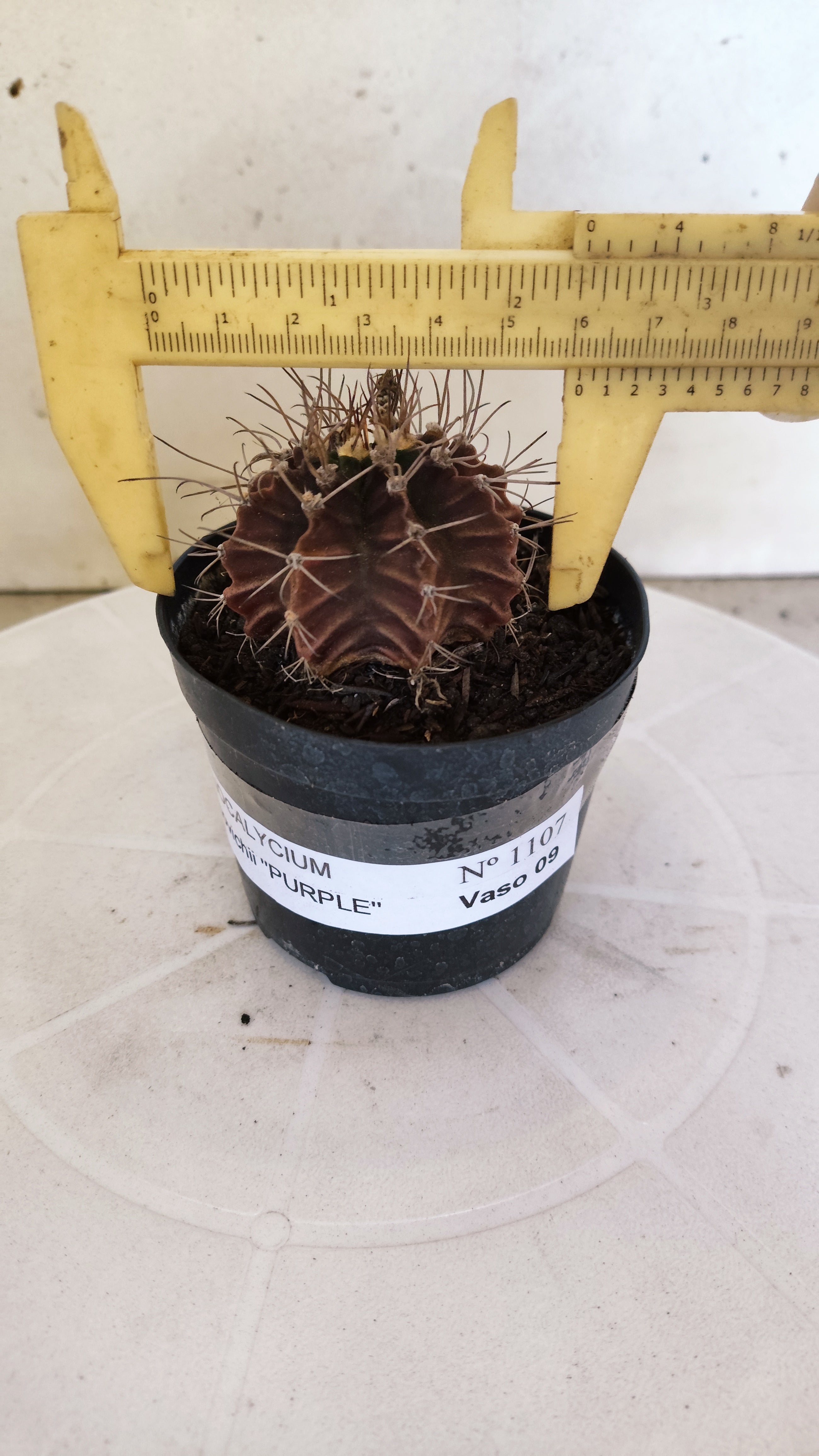 GYMNOCALYCIUM Mihanovichii "PURPLE - Variegata" Nº 1107 – vaso 09