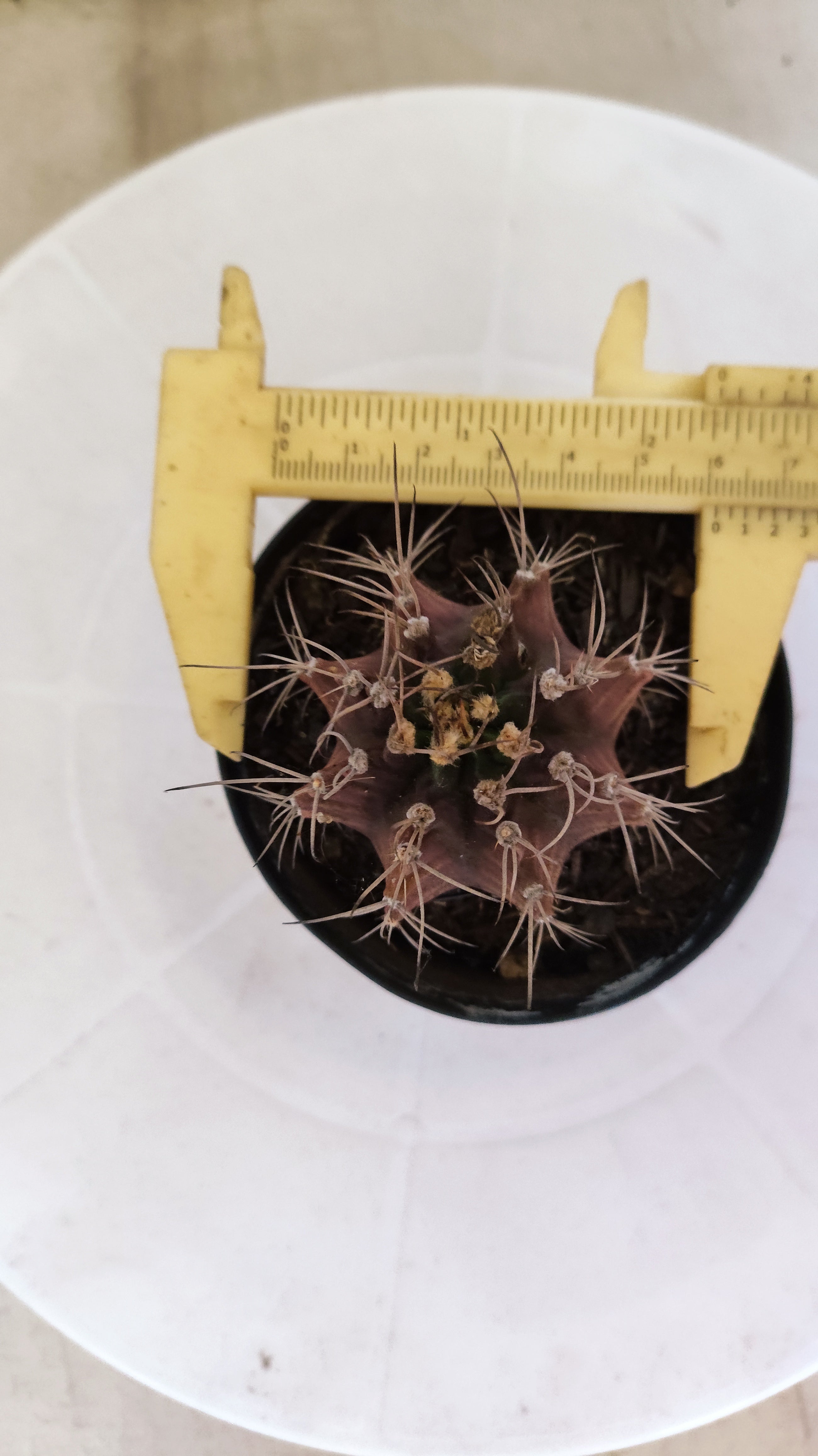 GYMNOCALYCIUM Mihanovichii "PURPLE - Variegata" Nº 1107 – vaso 09