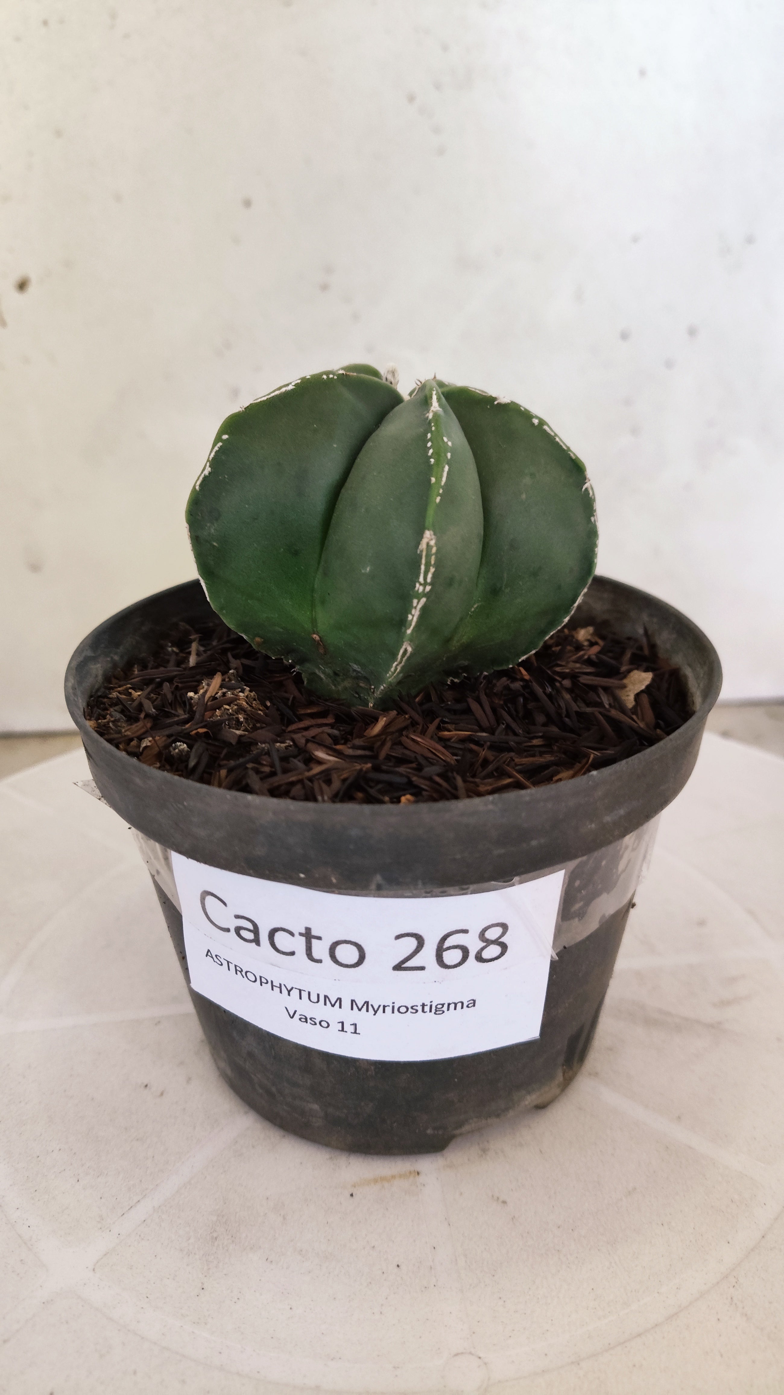 MATRIZ ASTROPHYTUM Myriostigma "Variegata" Nº 268 – vaso 11