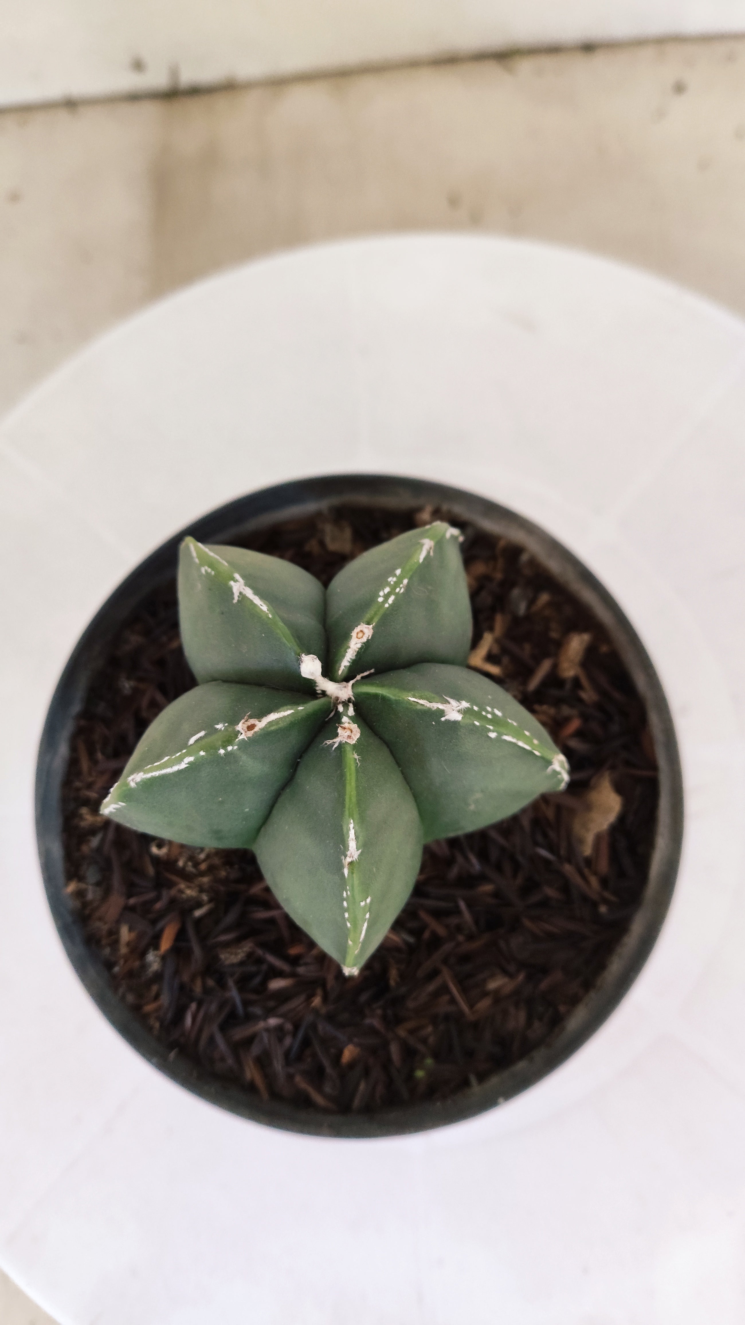 MATRIZ ASTROPHYTUM Myriostigma Nº 268 – vaso 11