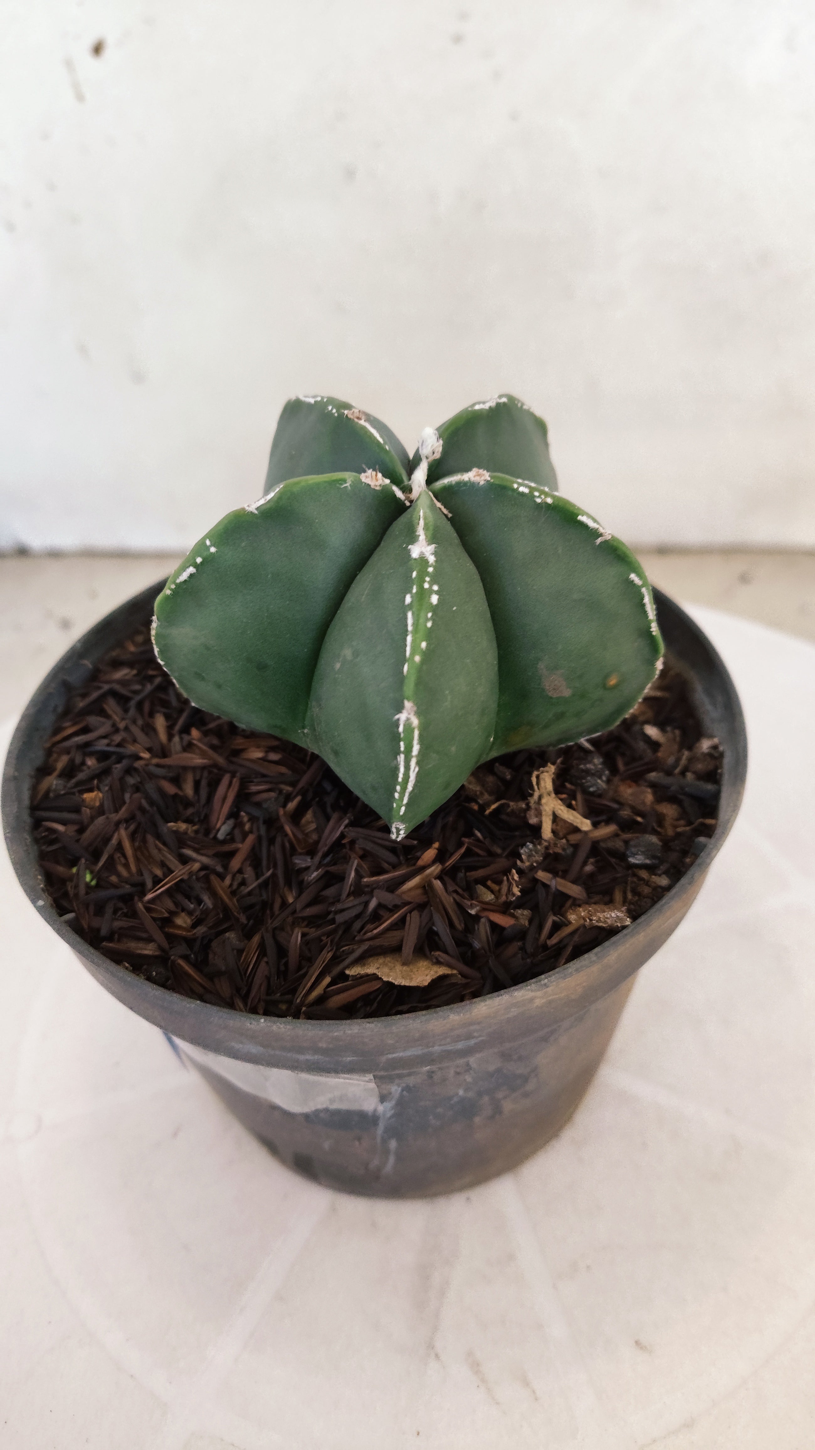 MATRIZ ASTROPHYTUM Myriostigma Nº 268 – vaso 11