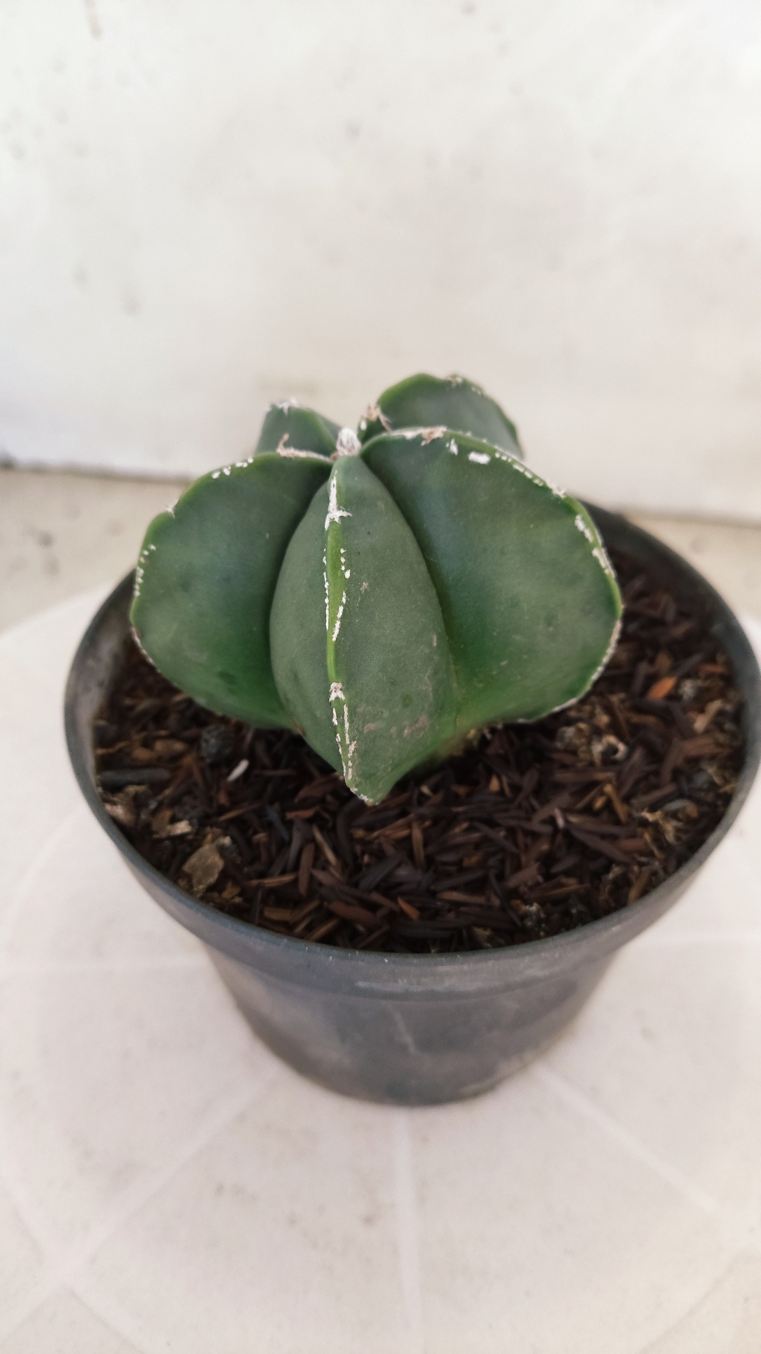 MATRIZ ASTROPHYTUM Myriostigma Nº 268 – vaso 11