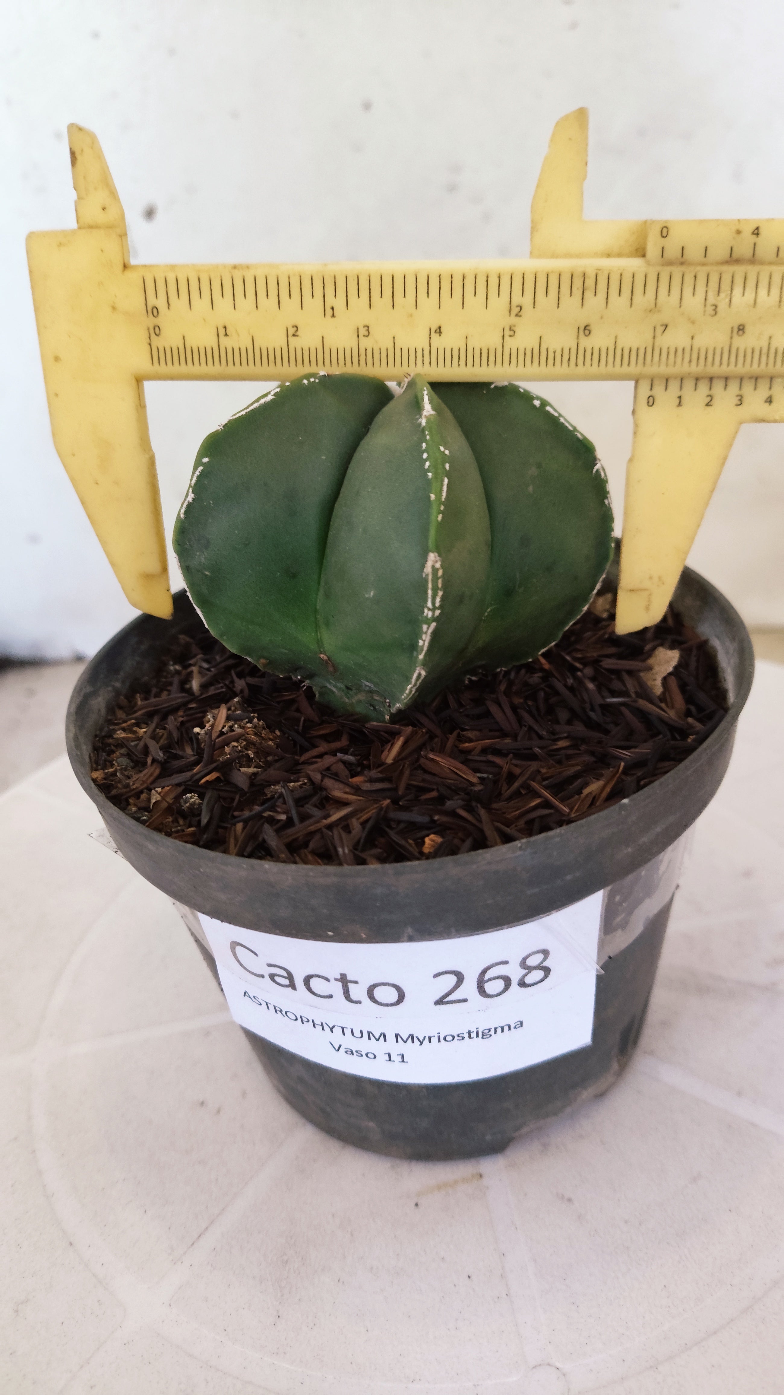 MATRIZ ASTROPHYTUM Myriostigma Nº 268 – vaso 11
