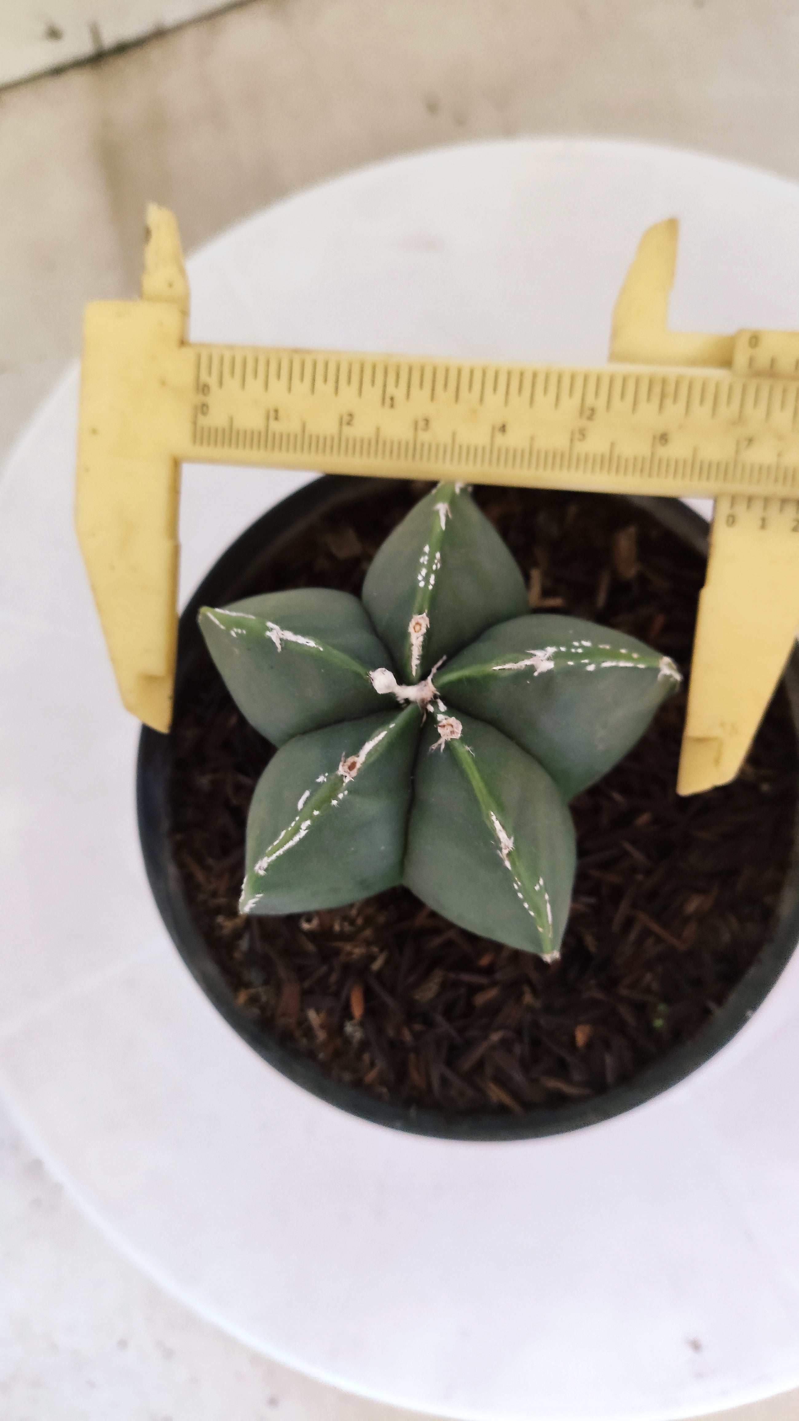 MATRIZ ASTROPHYTUM Myriostigma Nº 268 – vaso 11