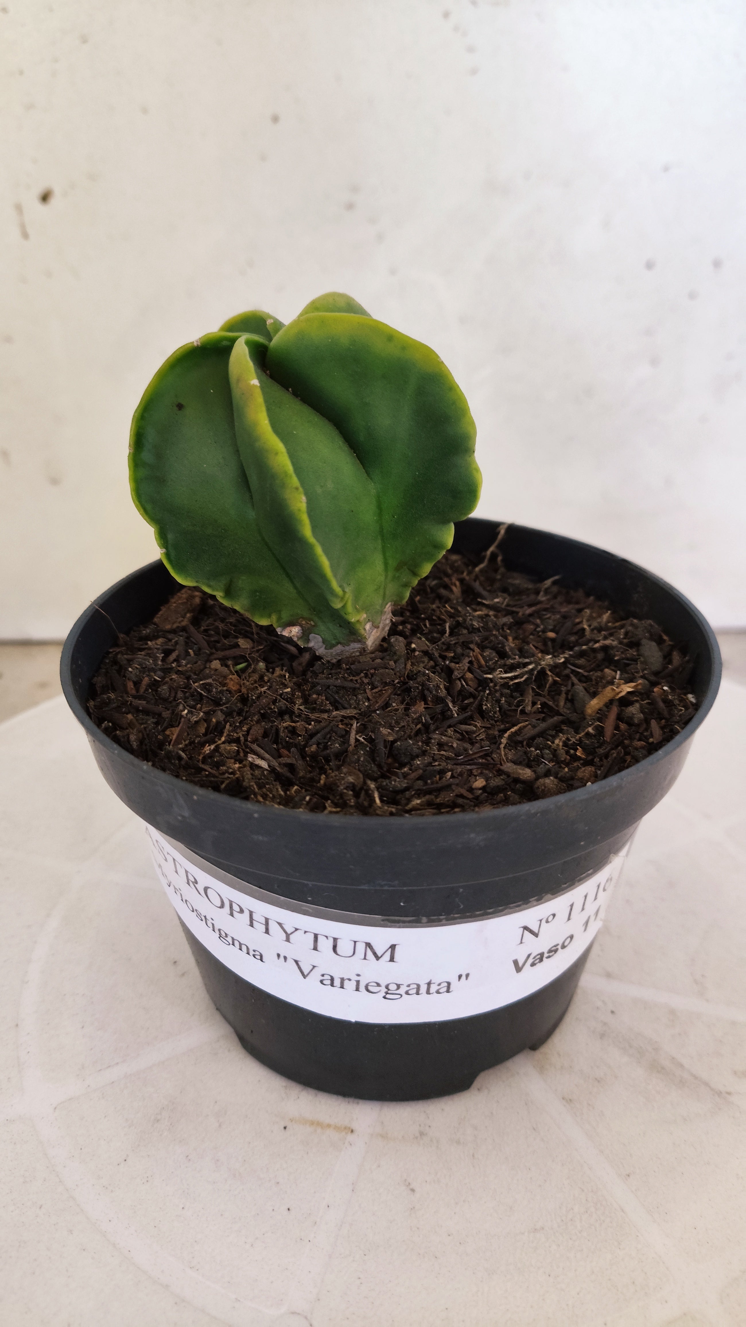 MATRIZ ASTROPHYTUM Myriostigma "Variegata" Nº 1116 – vaso 11