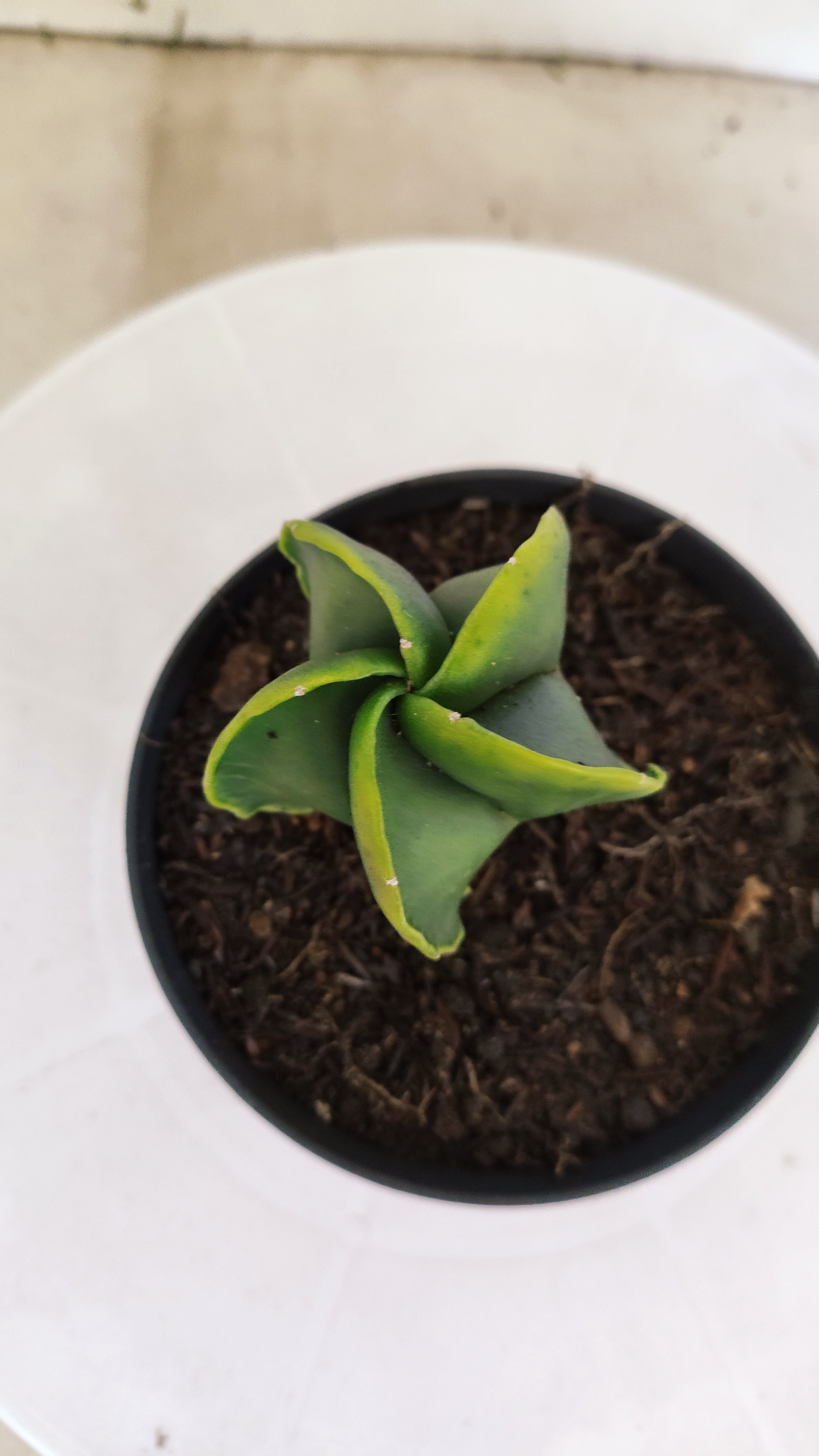 MATRIZ ASTROPHYTUM Myriostigma "Variegata" Nº 1116 – vaso 11