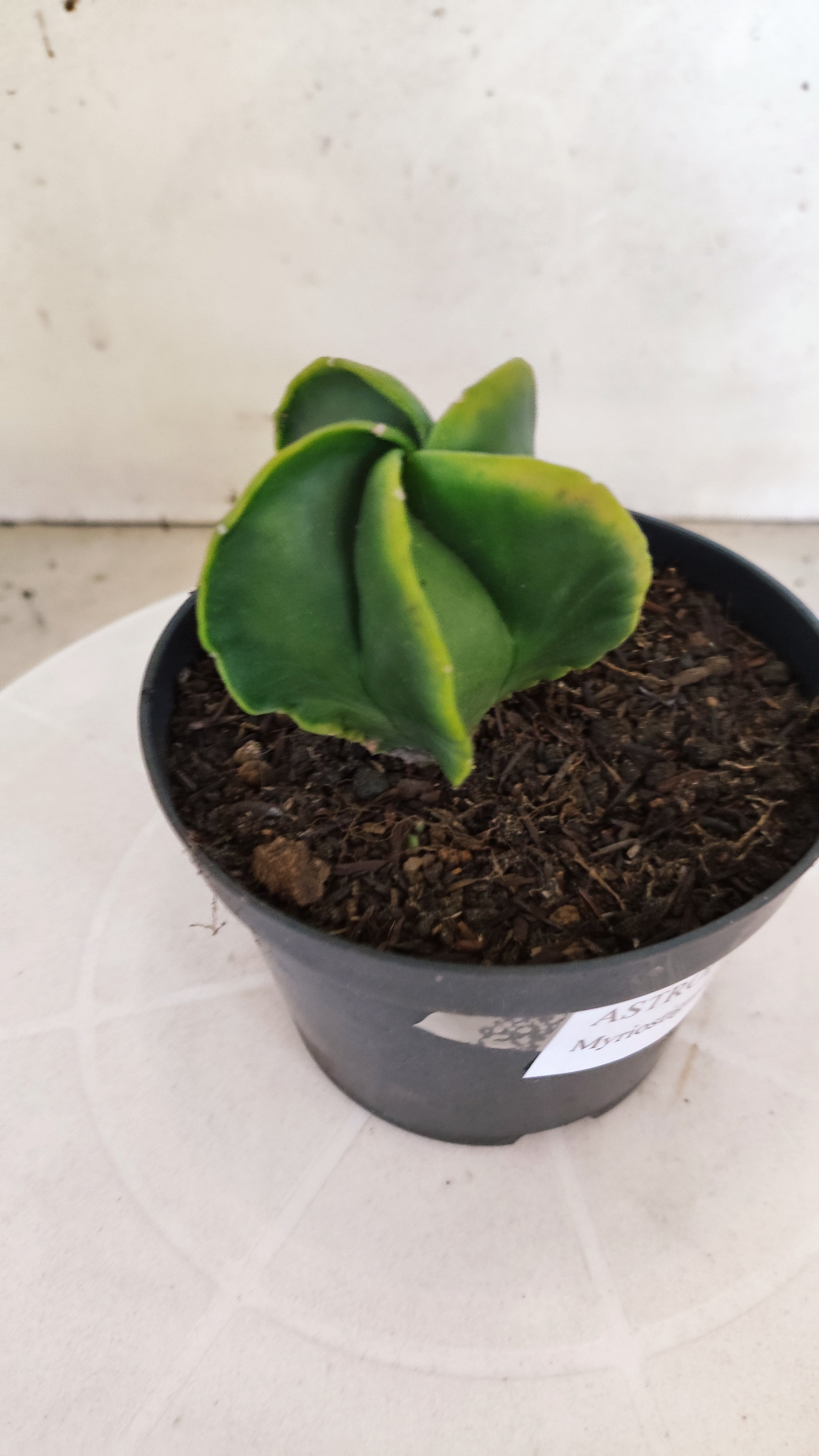 MATRIZ ASTROPHYTUM Myriostigma "Variegata" Nº 1116 – vaso 11
