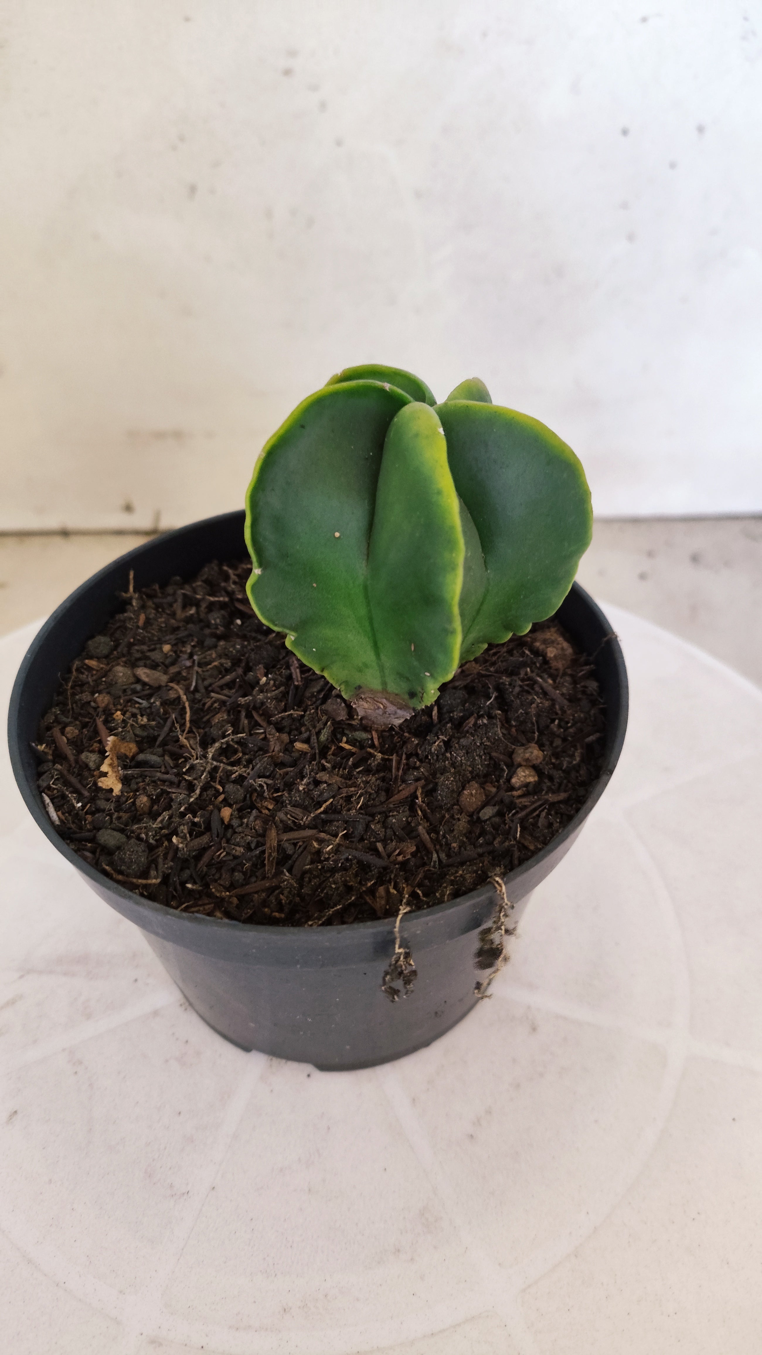 MATRIZ ASTROPHYTUM Myriostigma "Variegata" Nº 1116 – vaso 11
