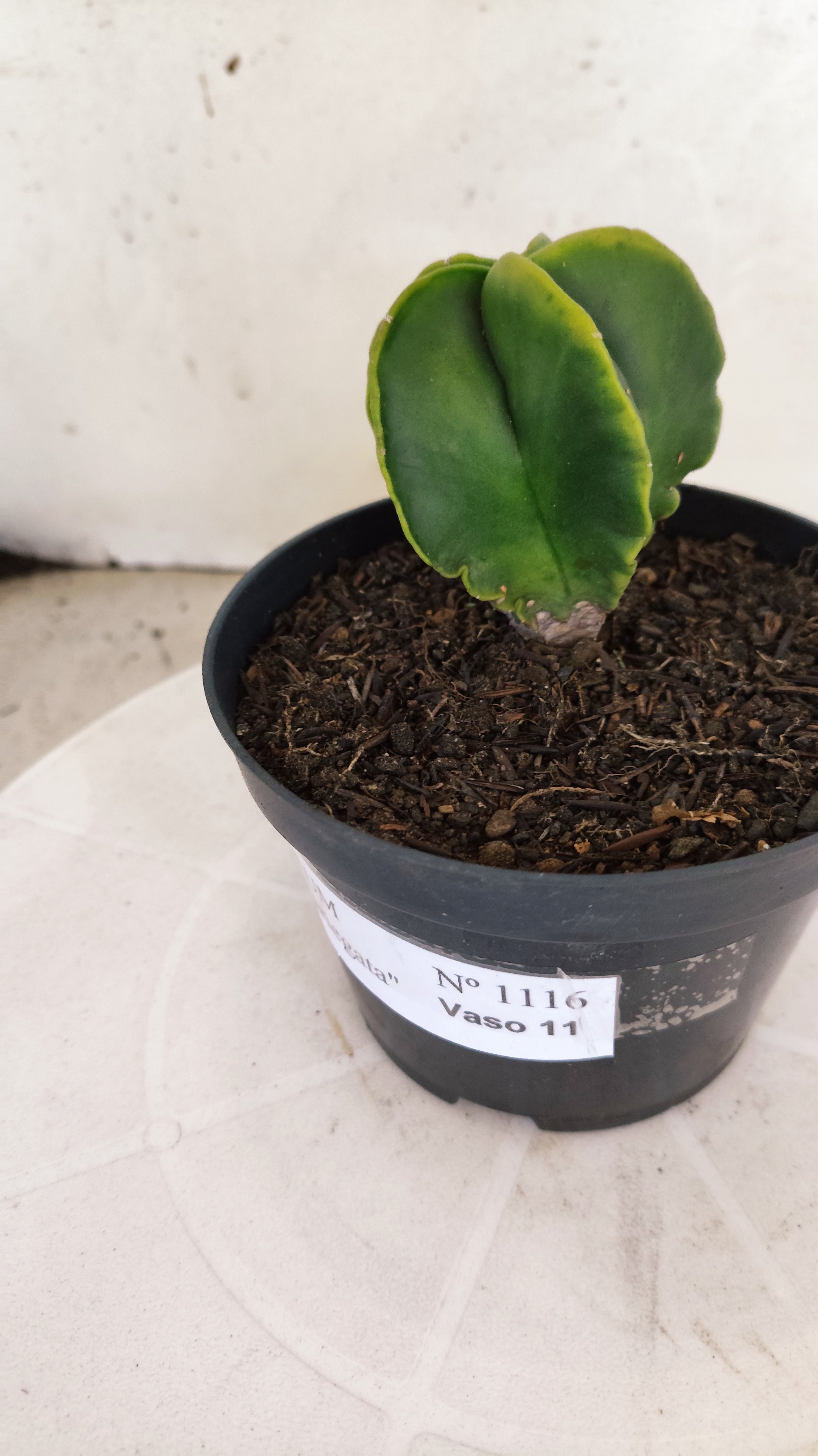MATRIZ ASTROPHYTUM Myriostigma "Variegata" Nº 1116 – vaso 11