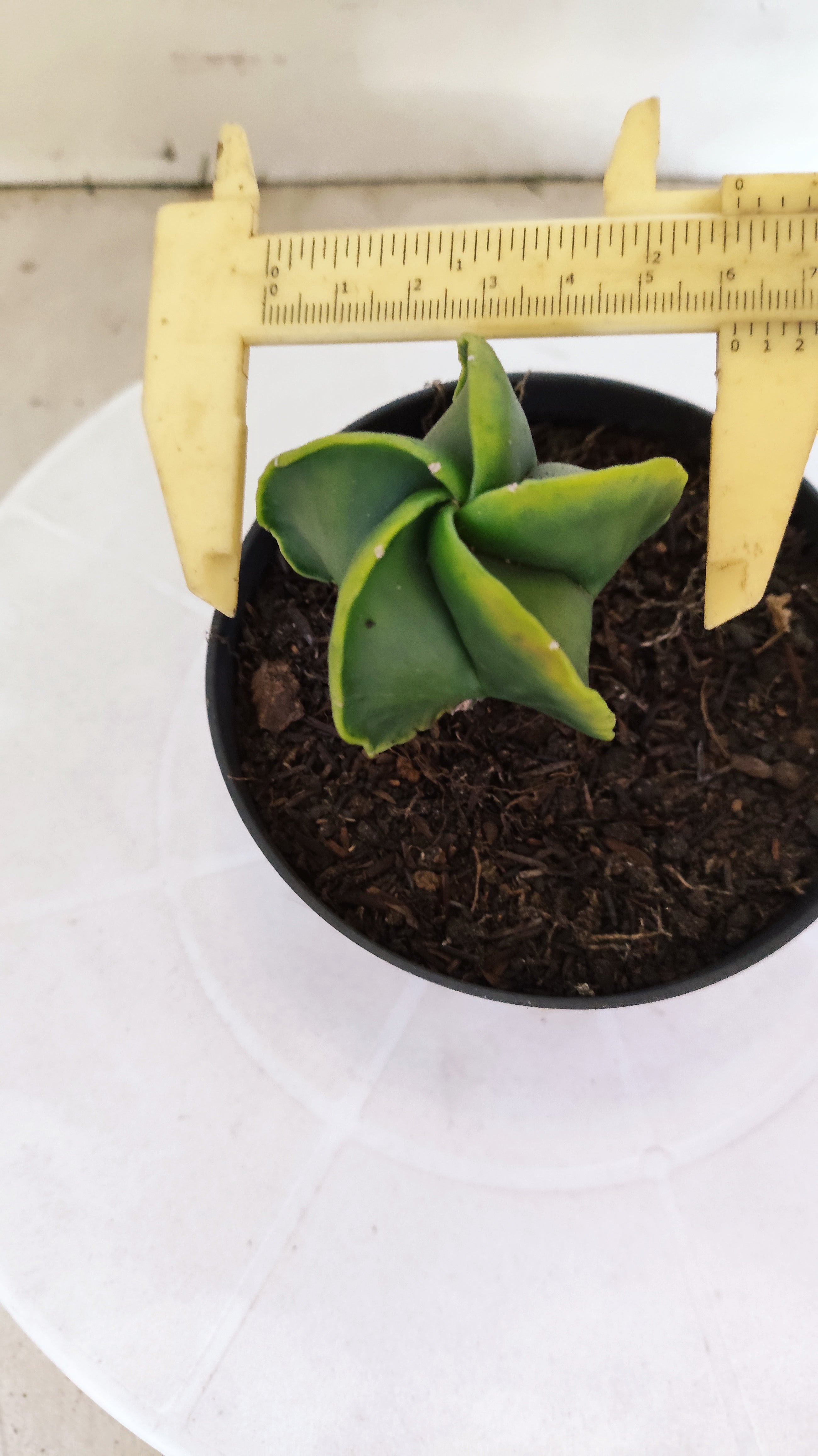 MATRIZ ASTROPHYTUM Myriostigma "Variegata" Nº 1116 – vaso 11