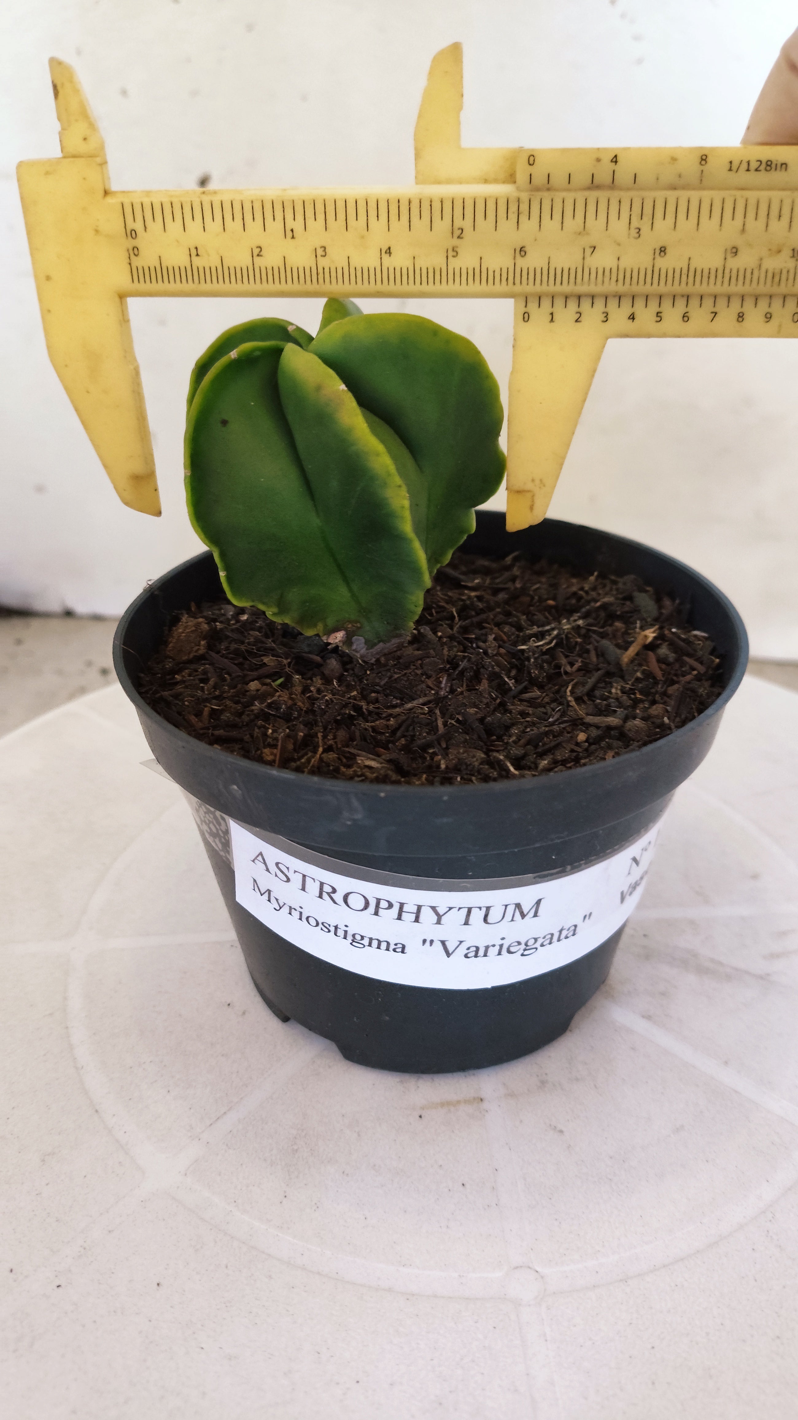 MATRIZ ASTROPHYTUM Myriostigma "Variegata" Nº 1116 – vaso 11