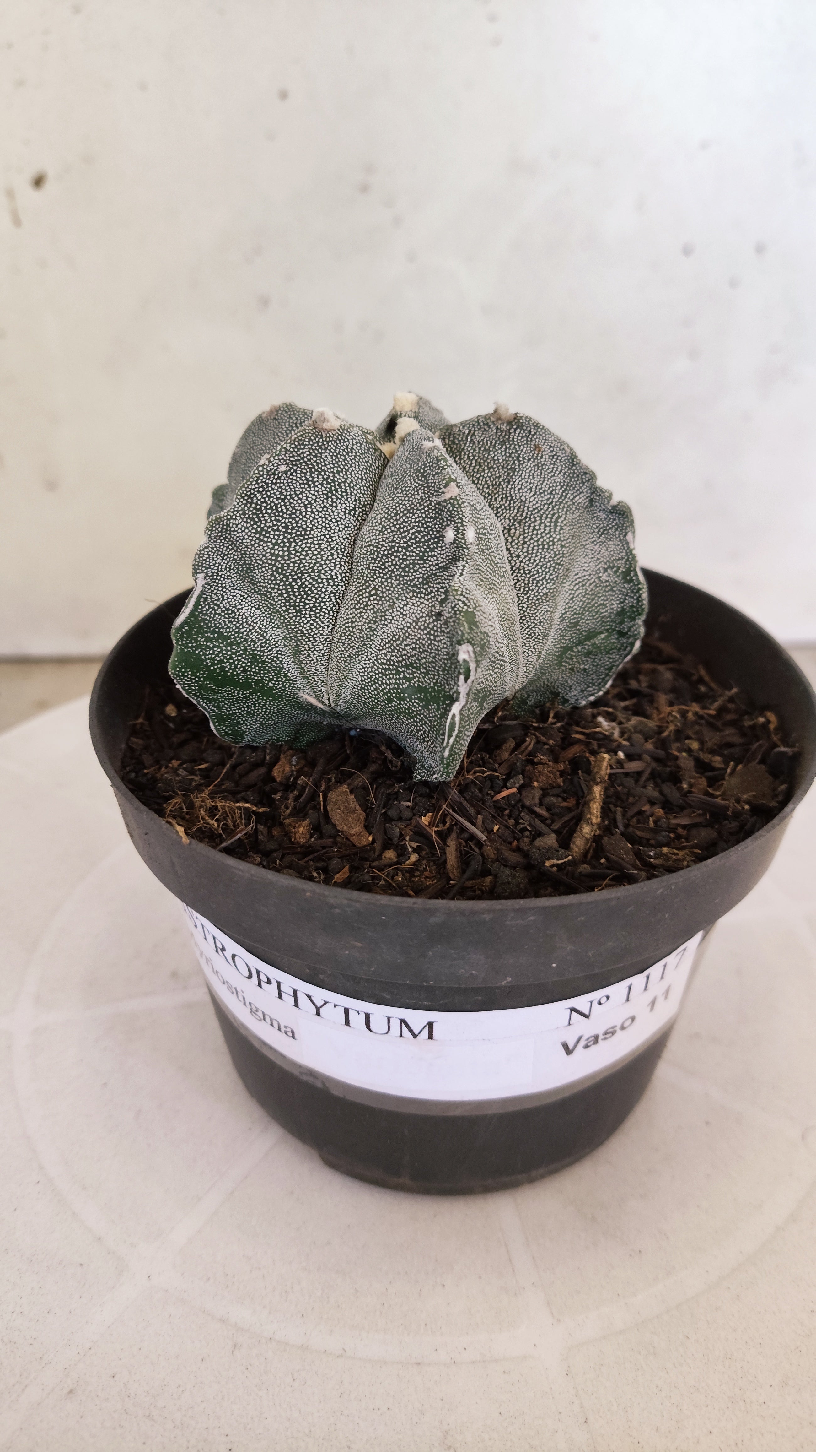 MATRIZ ASTROPHYTUM Myriostigma Nº 1117 – vaso 11