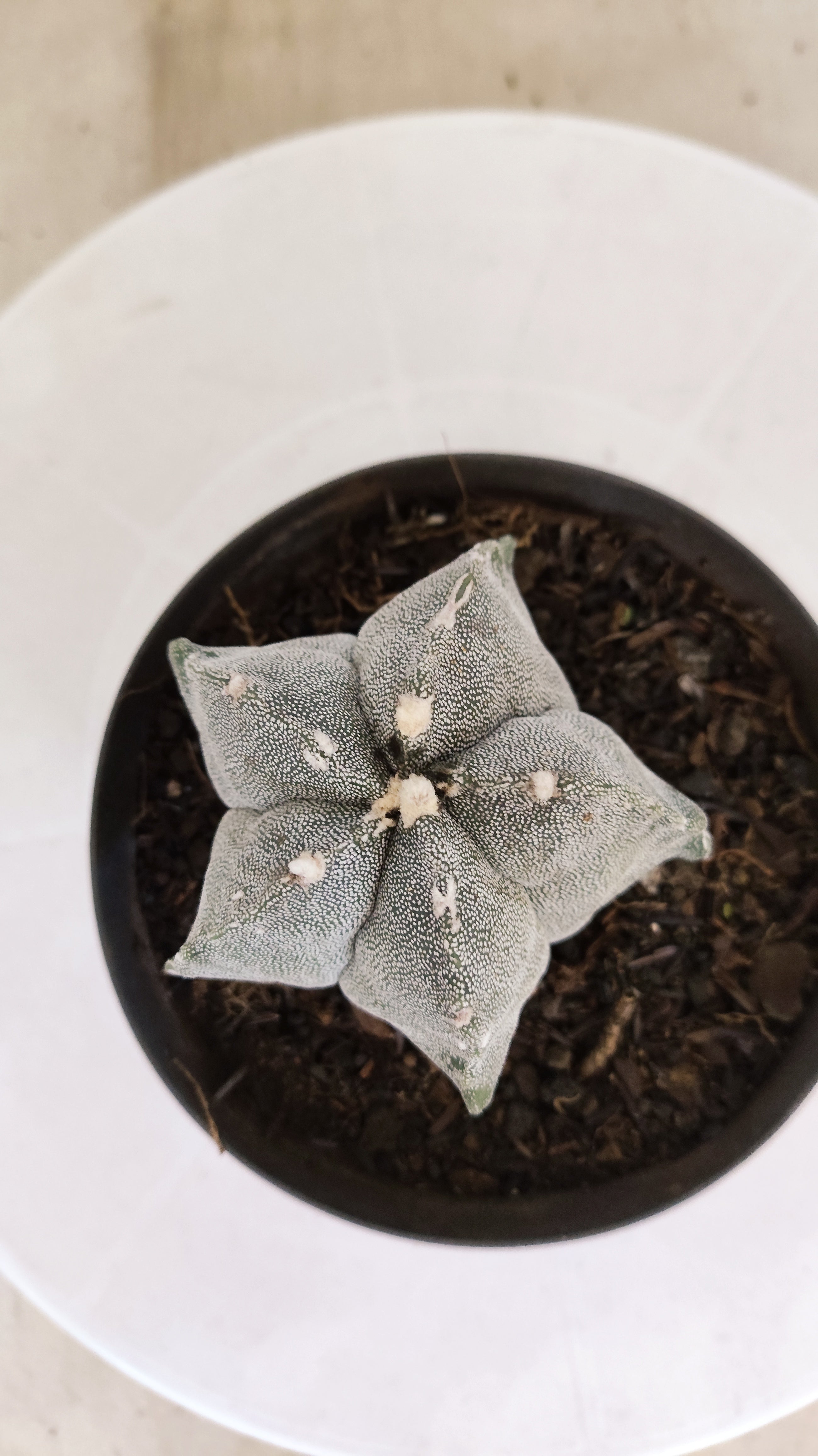 MATRIZ ASTROPHYTUM Myriostigma Nº 1117 – vaso 11