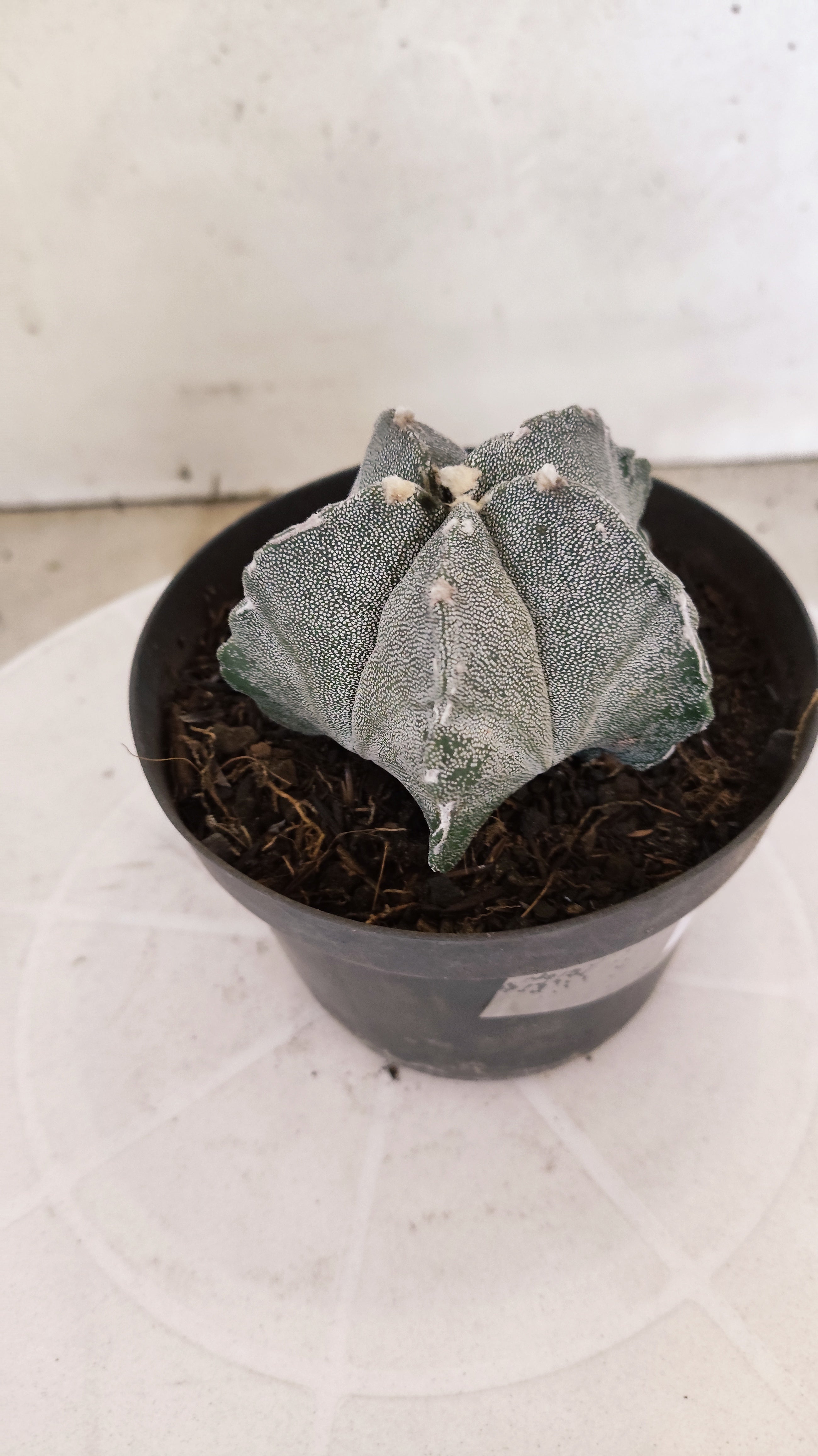 MATRIZ ASTROPHYTUM Myriostigma Nº 1117 – vaso 11