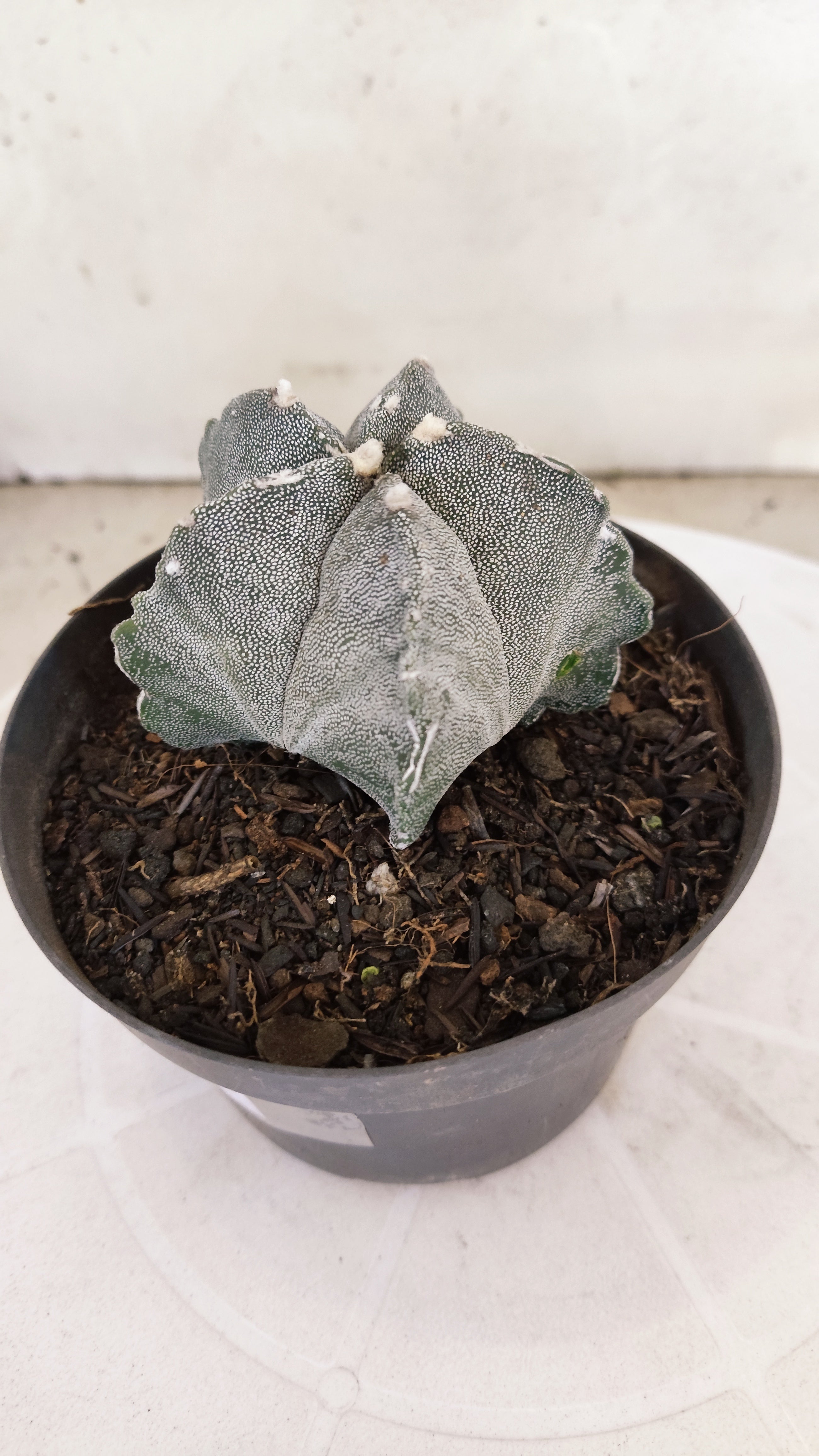 MATRIZ ASTROPHYTUM Myriostigma Nº 1117 – vaso 11