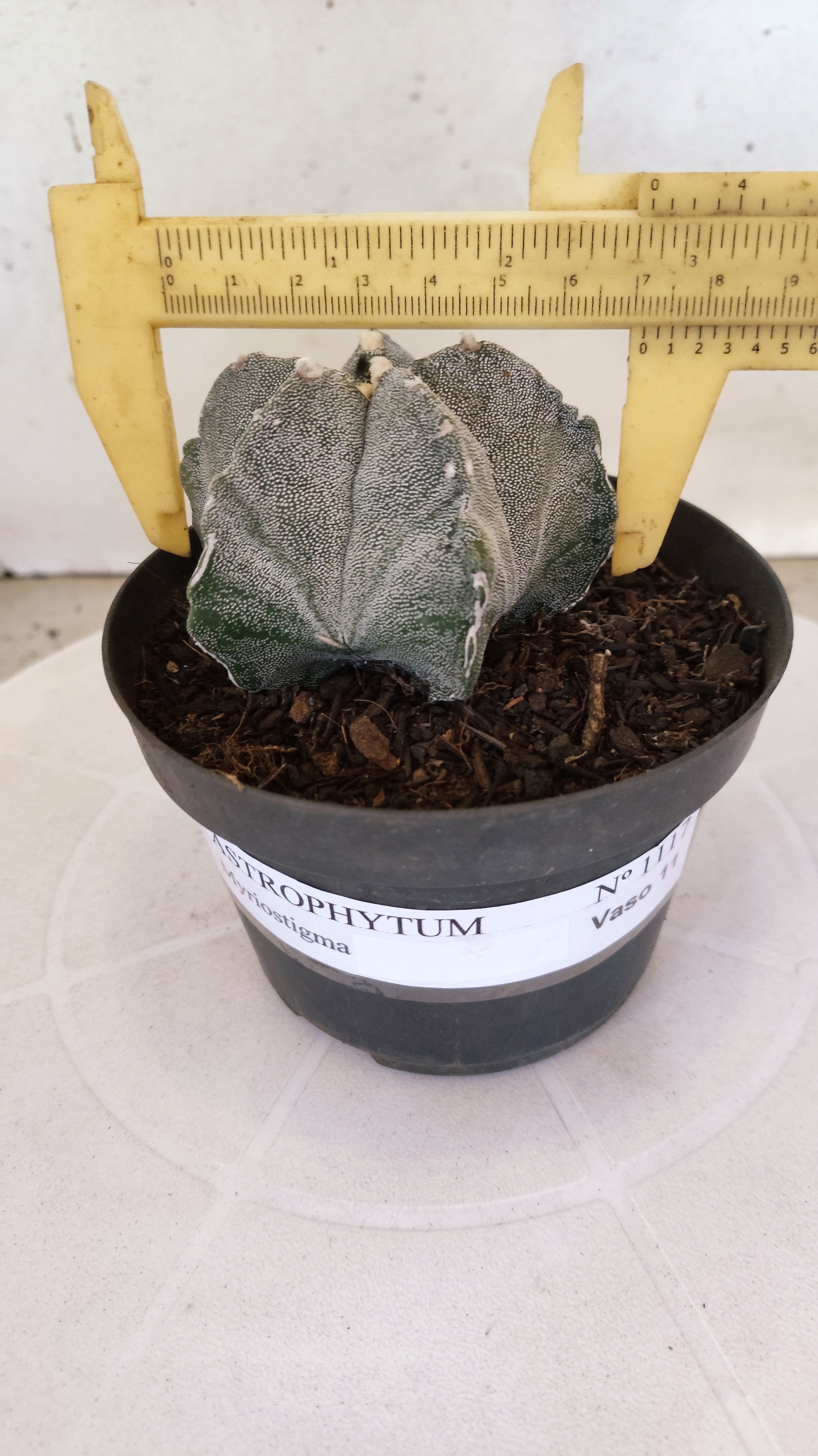 MATRIZ ASTROPHYTUM Myriostigma Nº 1117 – vaso 11