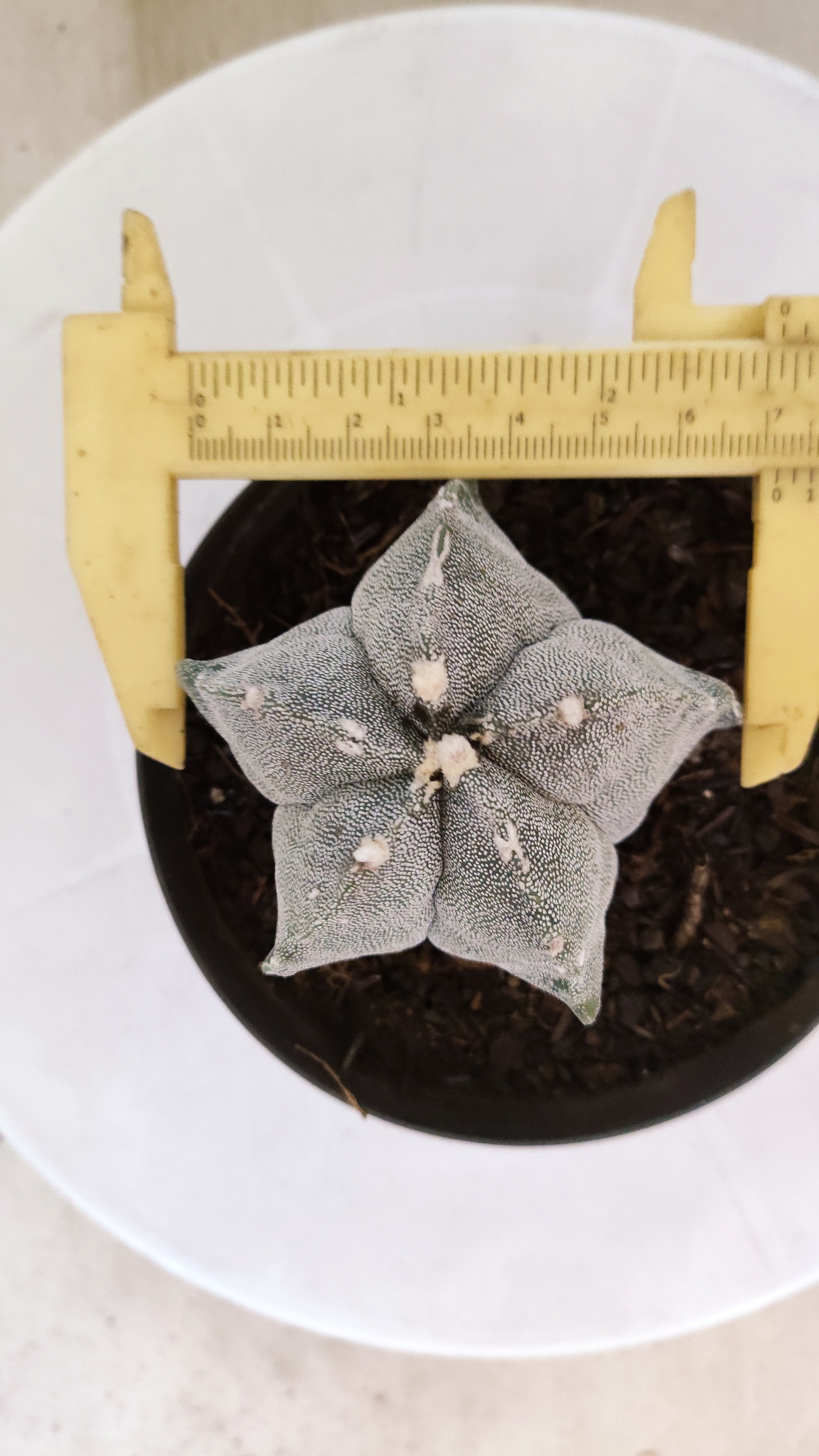 MATRIZ ASTROPHYTUM Myriostigma Nº 1117 – vaso 11