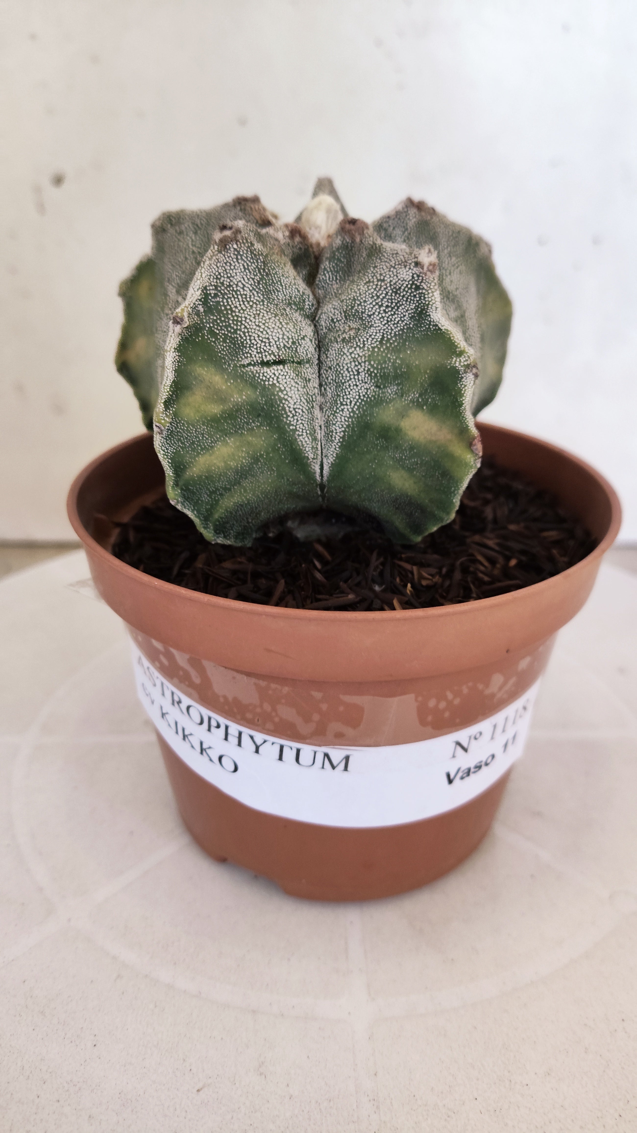 MATRIZ ASTROPHYTUM cv KIKKO  Nº 1118 – vaso 11