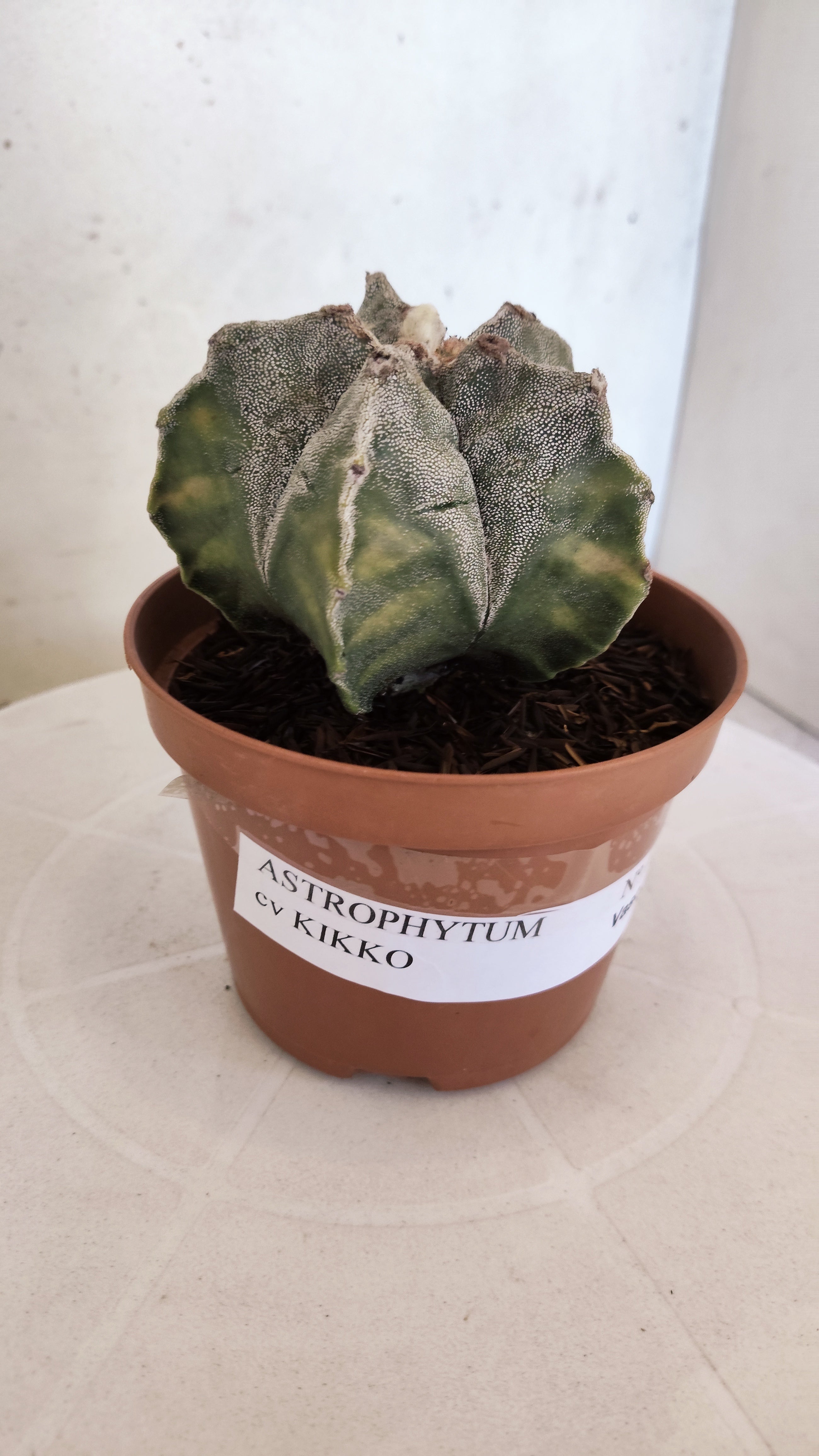 MATRIZ ASTROPHYTUM cv KIKKO  Nº 1118 – vaso 11