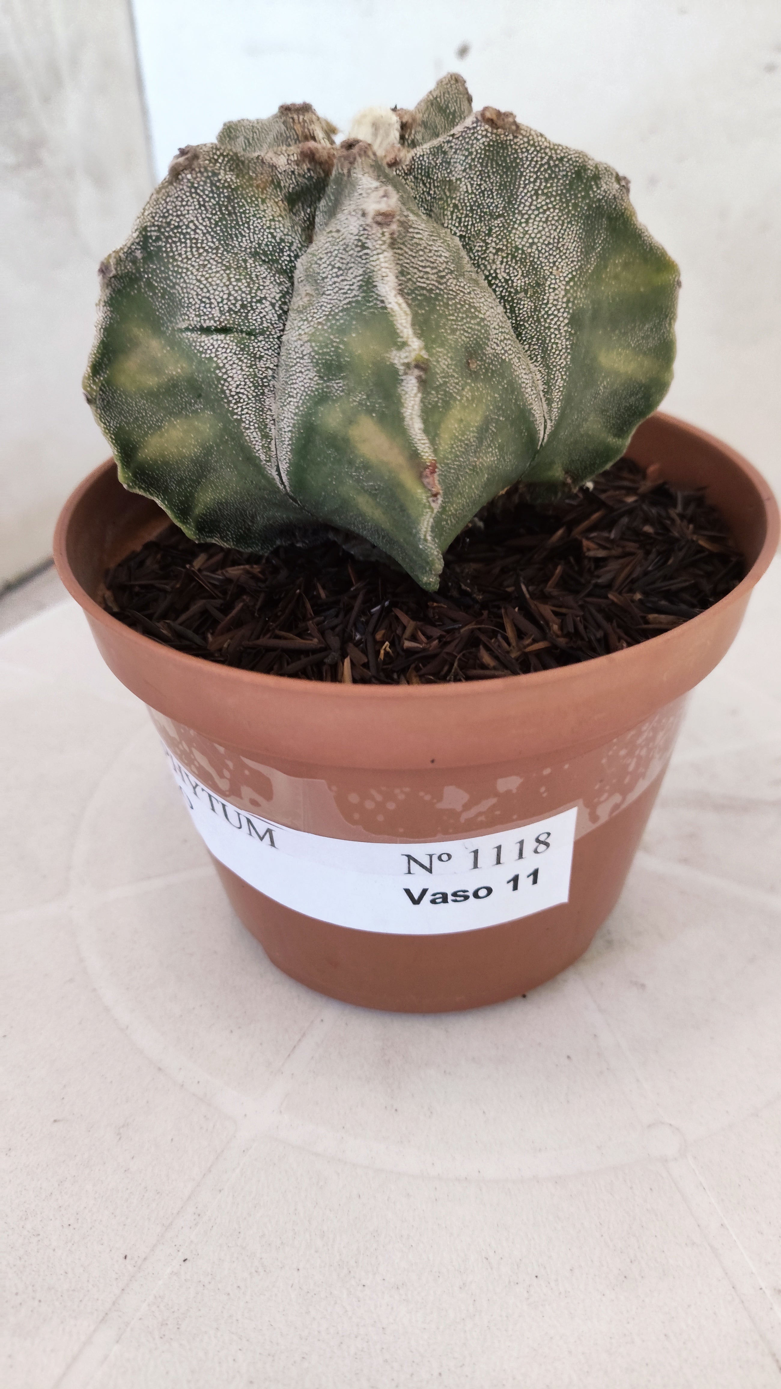 MATRIZ ASTROPHYTUM cv KIKKO  Nº 1118 – vaso 11