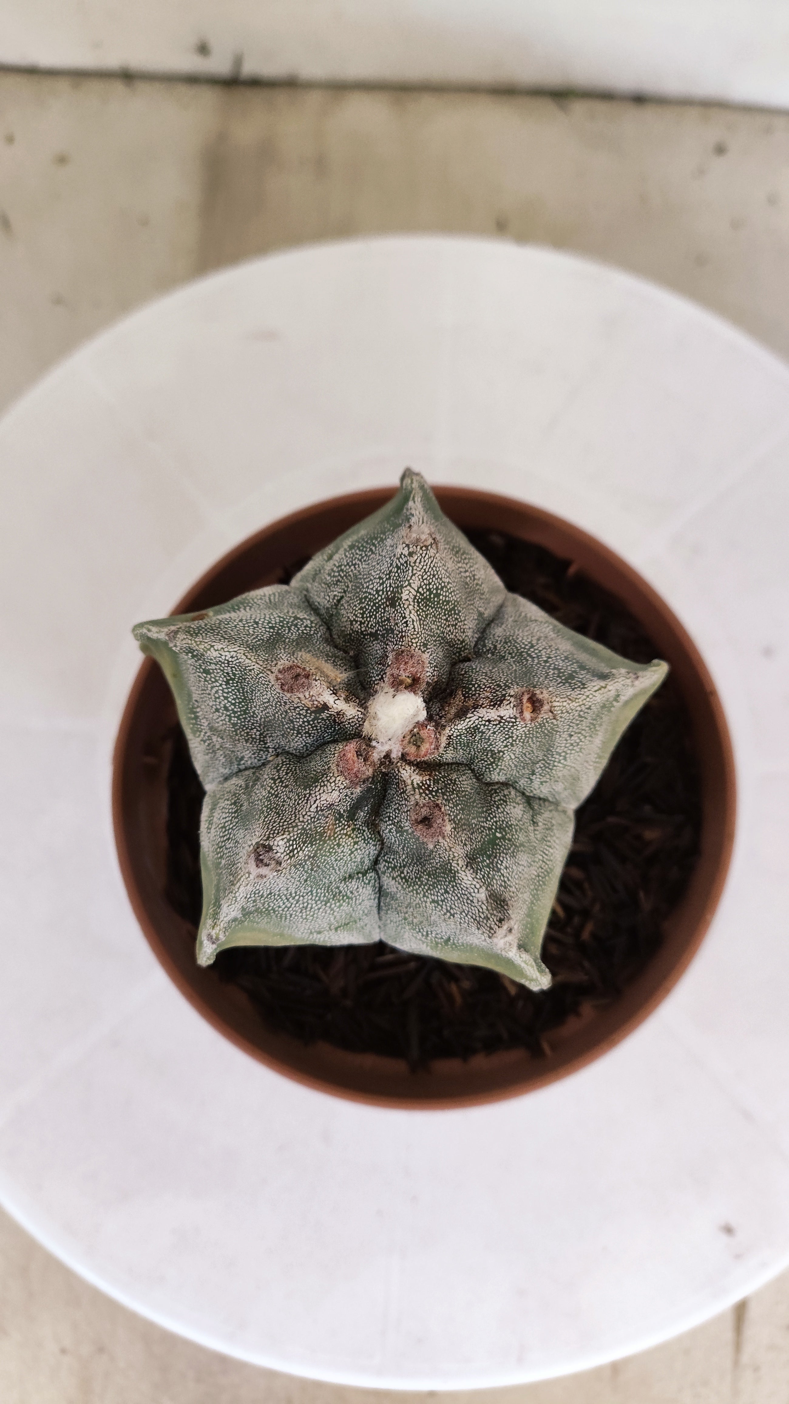 MATRIZ ASTROPHYTUM cv KIKKO  Nº 1118 – vaso 11