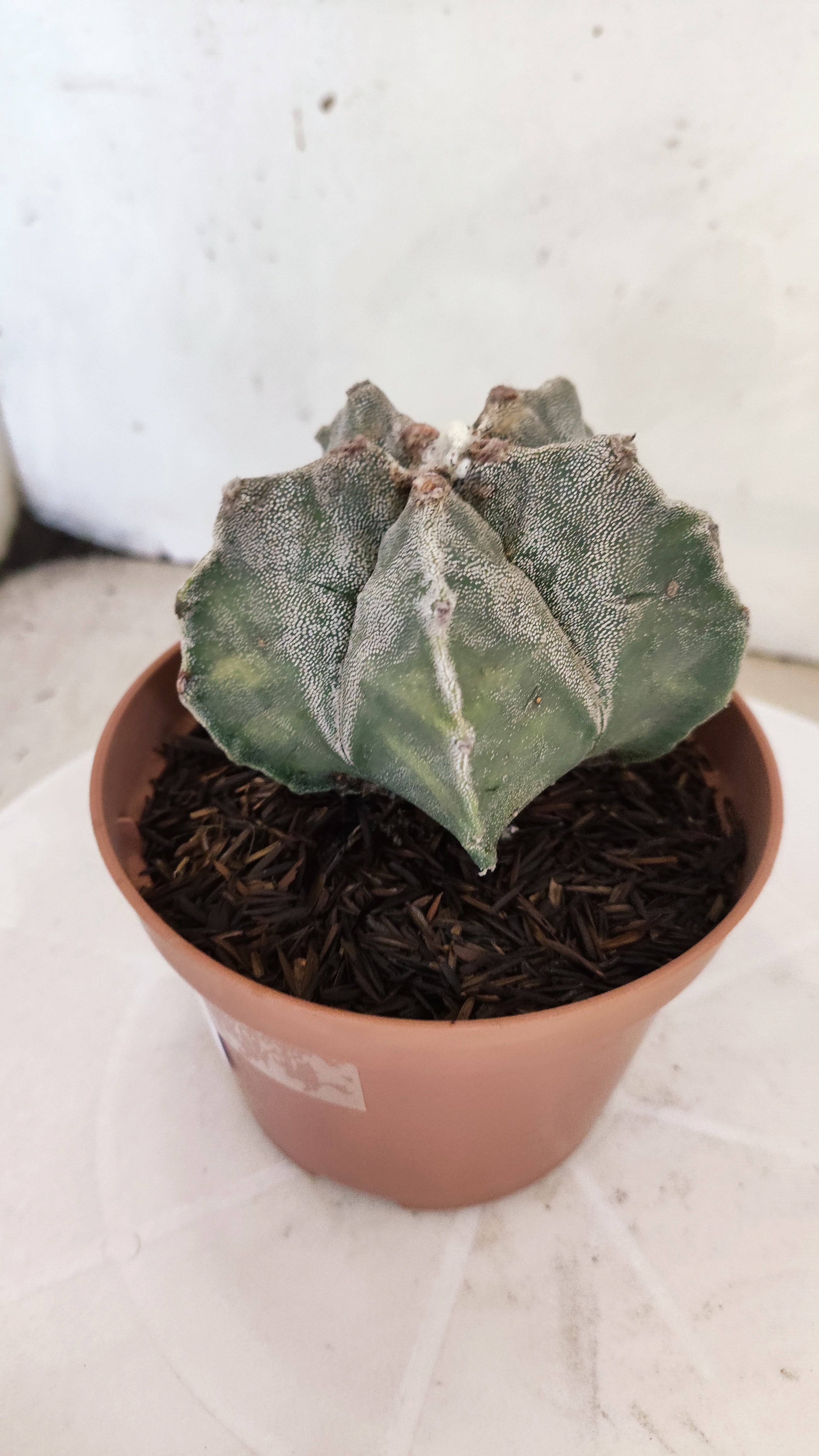 MATRIZ ASTROPHYTUM cv KIKKO  Nº 1118 – vaso 11
