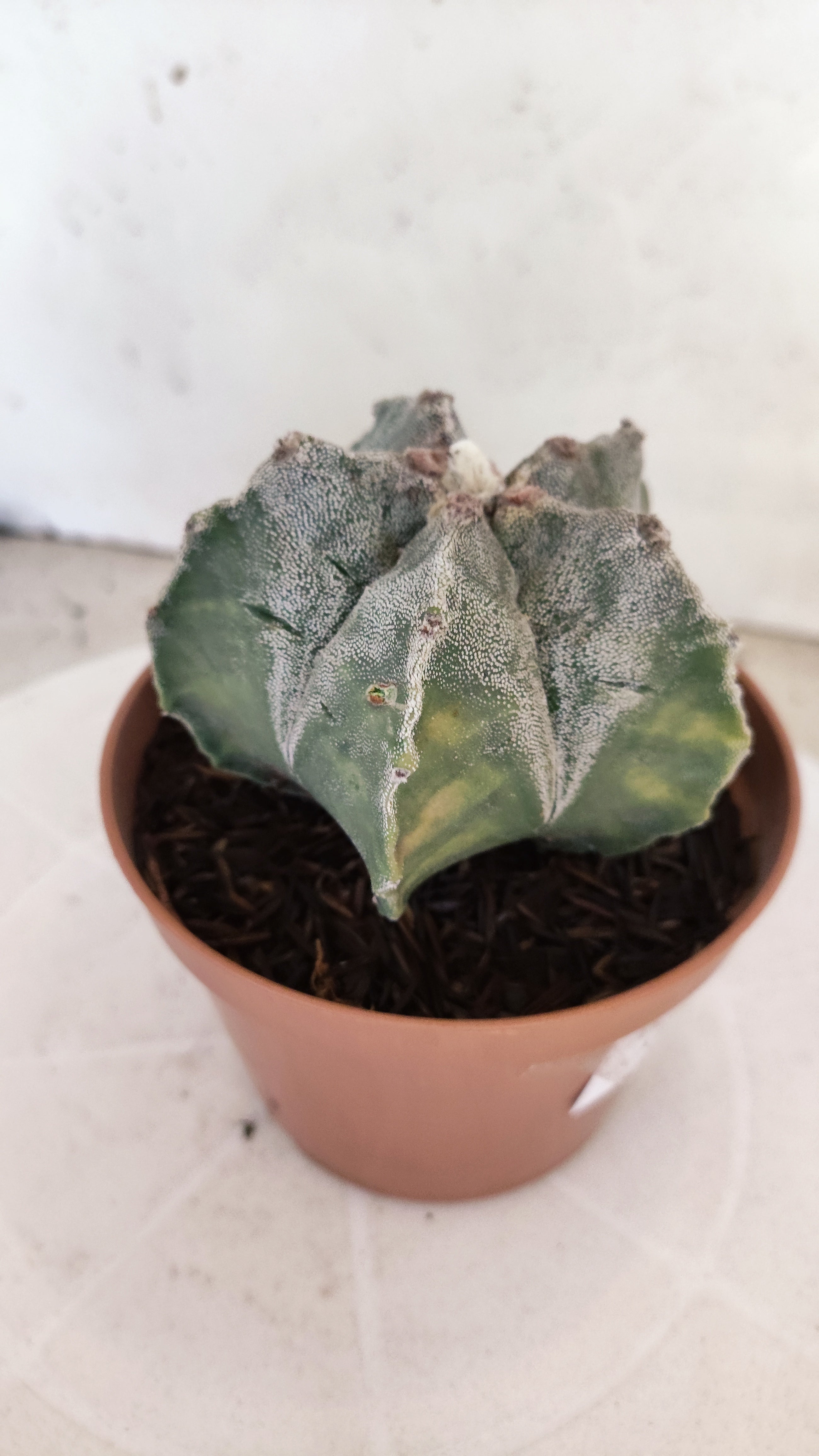 MATRIZ ASTROPHYTUM cv KIKKO  Nº 1118 – vaso 11