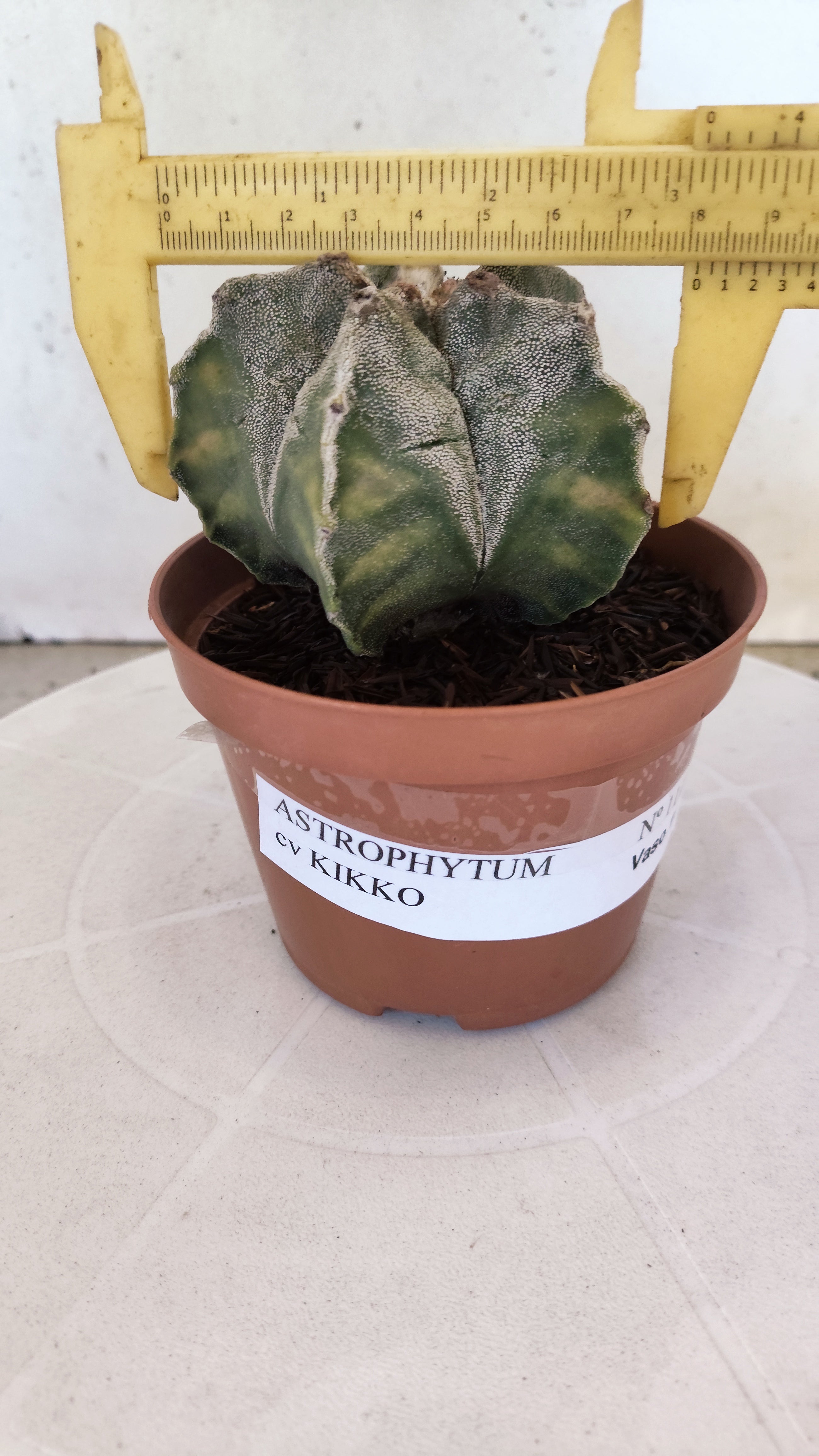 MATRIZ ASTROPHYTUM cv KIKKO  Nº 1118 – vaso 11