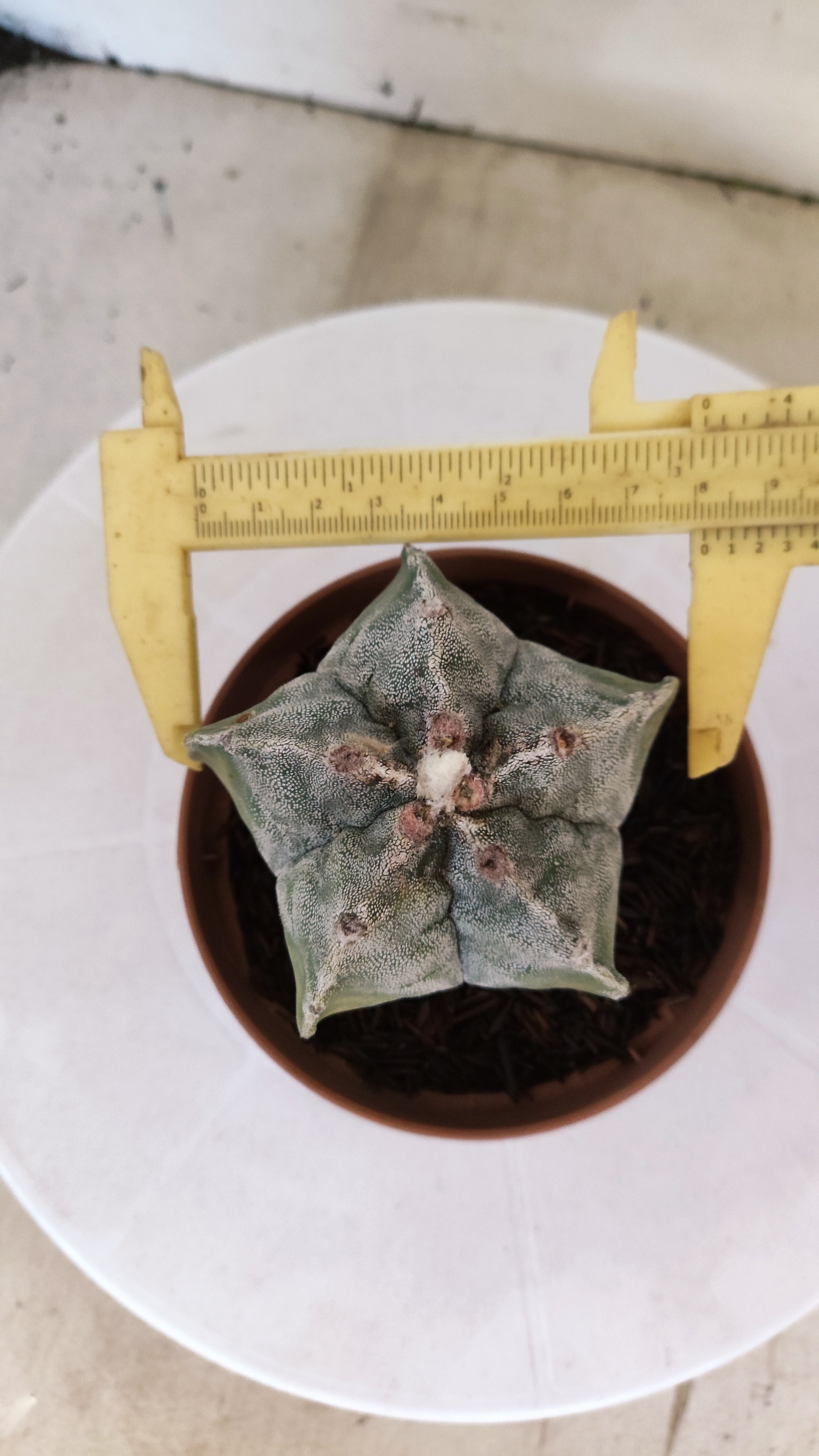 MATRIZ ASTROPHYTUM cv KIKKO  Nº 1118 – vaso 11