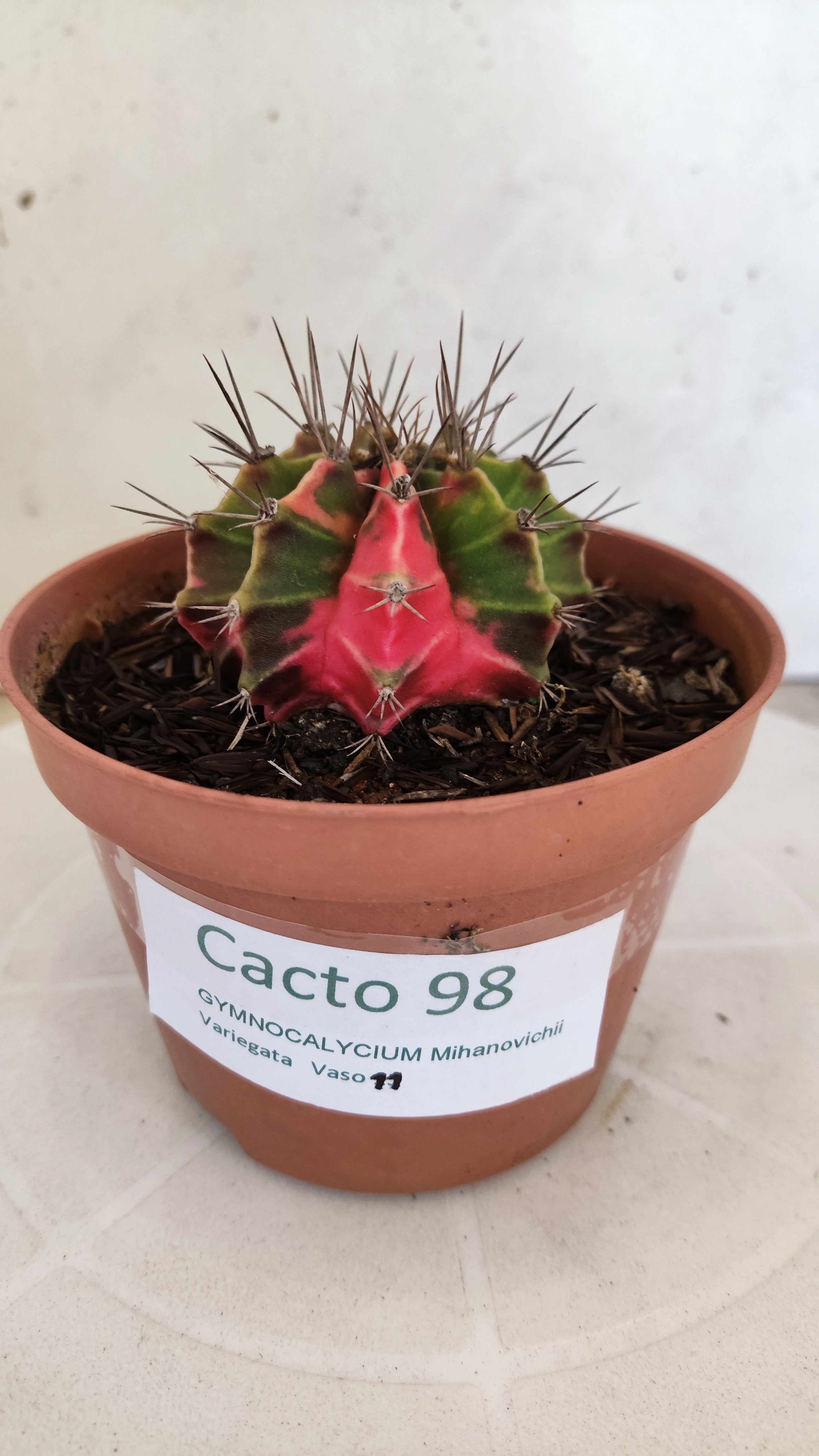 GYMNOCALYCIUM Mihanovichii "Variegata" Nº 98 – vaso 11