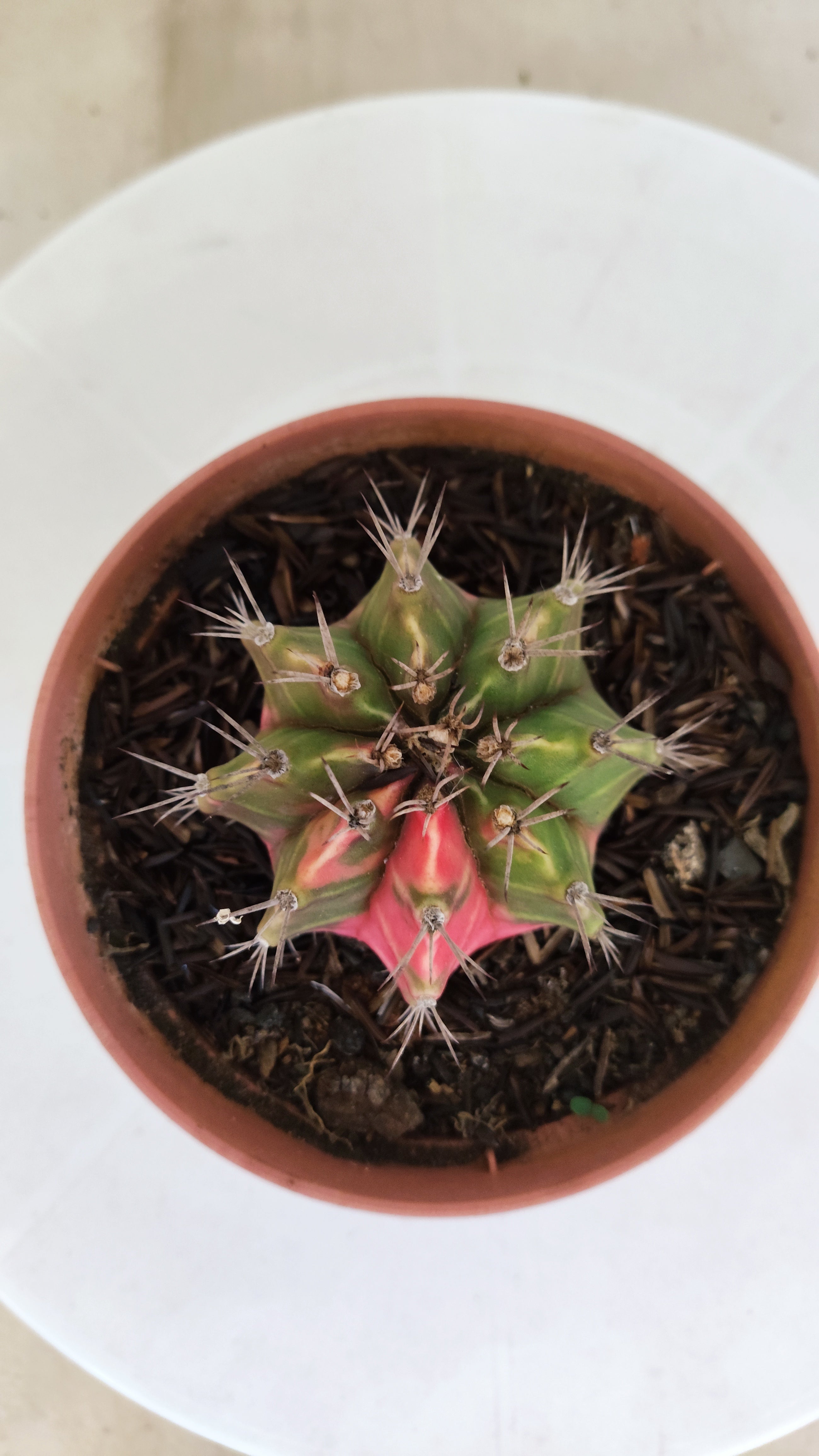 GYMNOCALYCIUM Mihanovichii "Variegata" Nº 98 – vaso 11