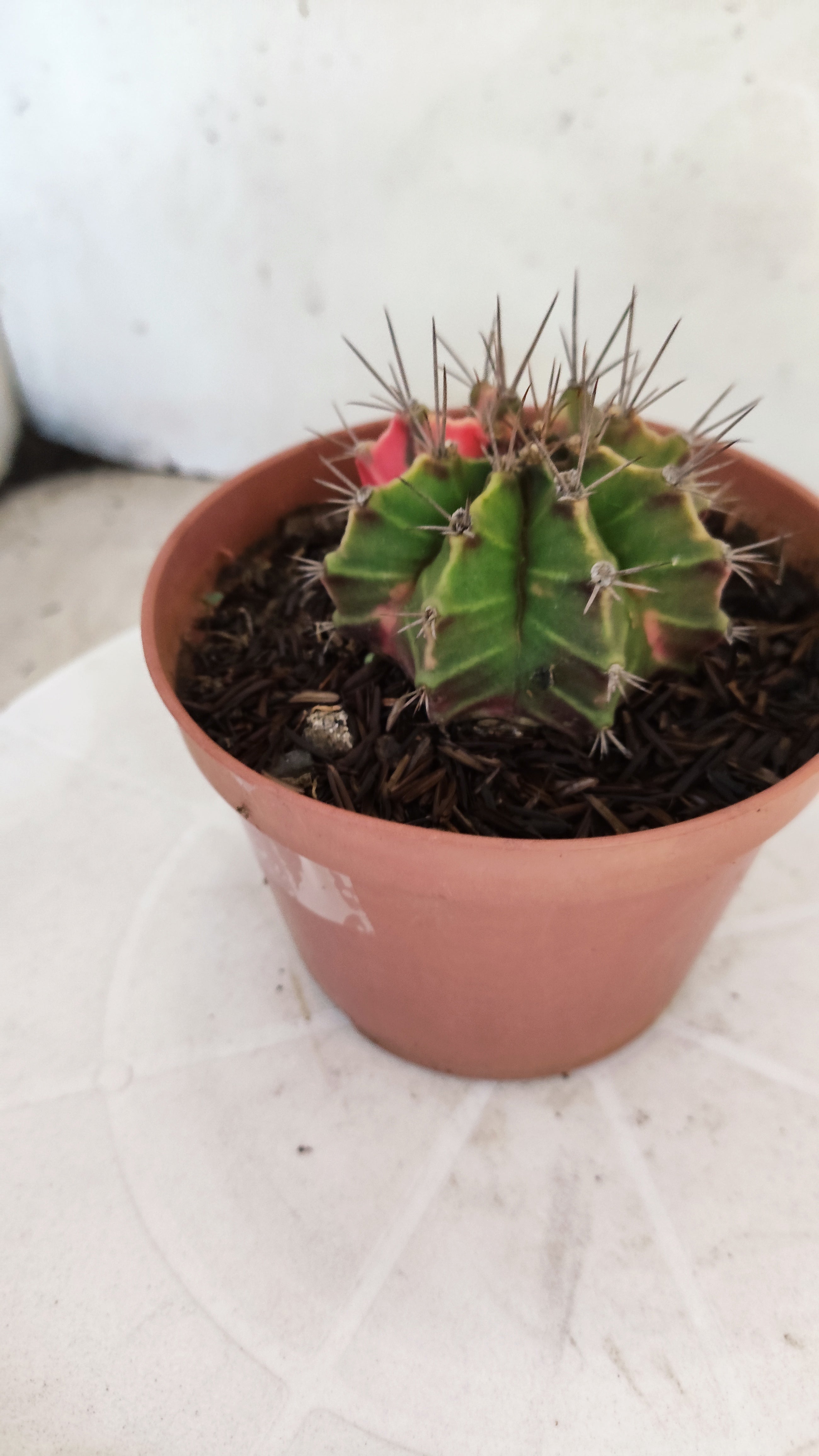GYMNOCALYCIUM Mihanovichii "Variegata" Nº 98 – vaso 11
