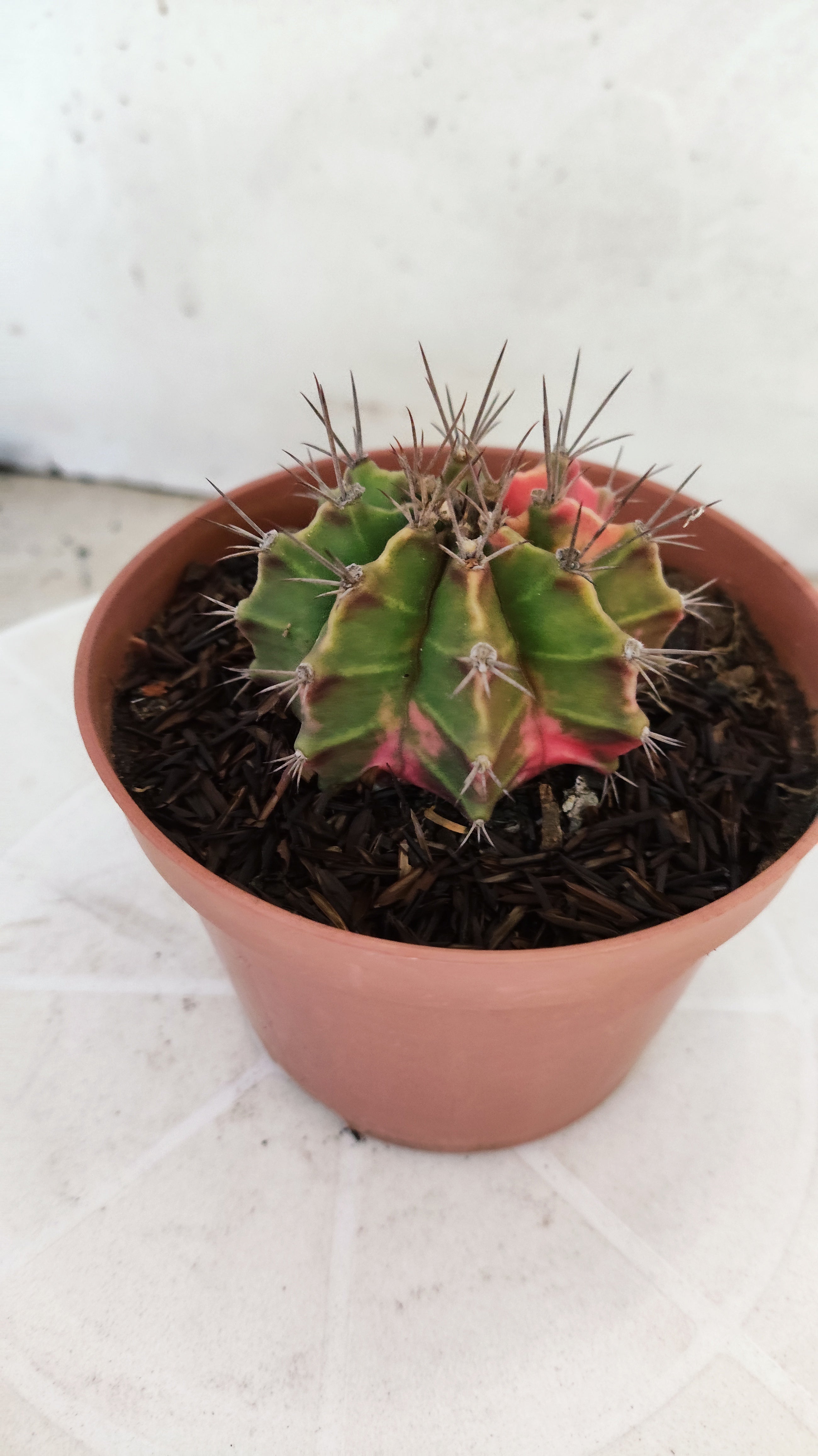 GYMNOCALYCIUM Mihanovichii "Variegata" Nº 98 – vaso 11