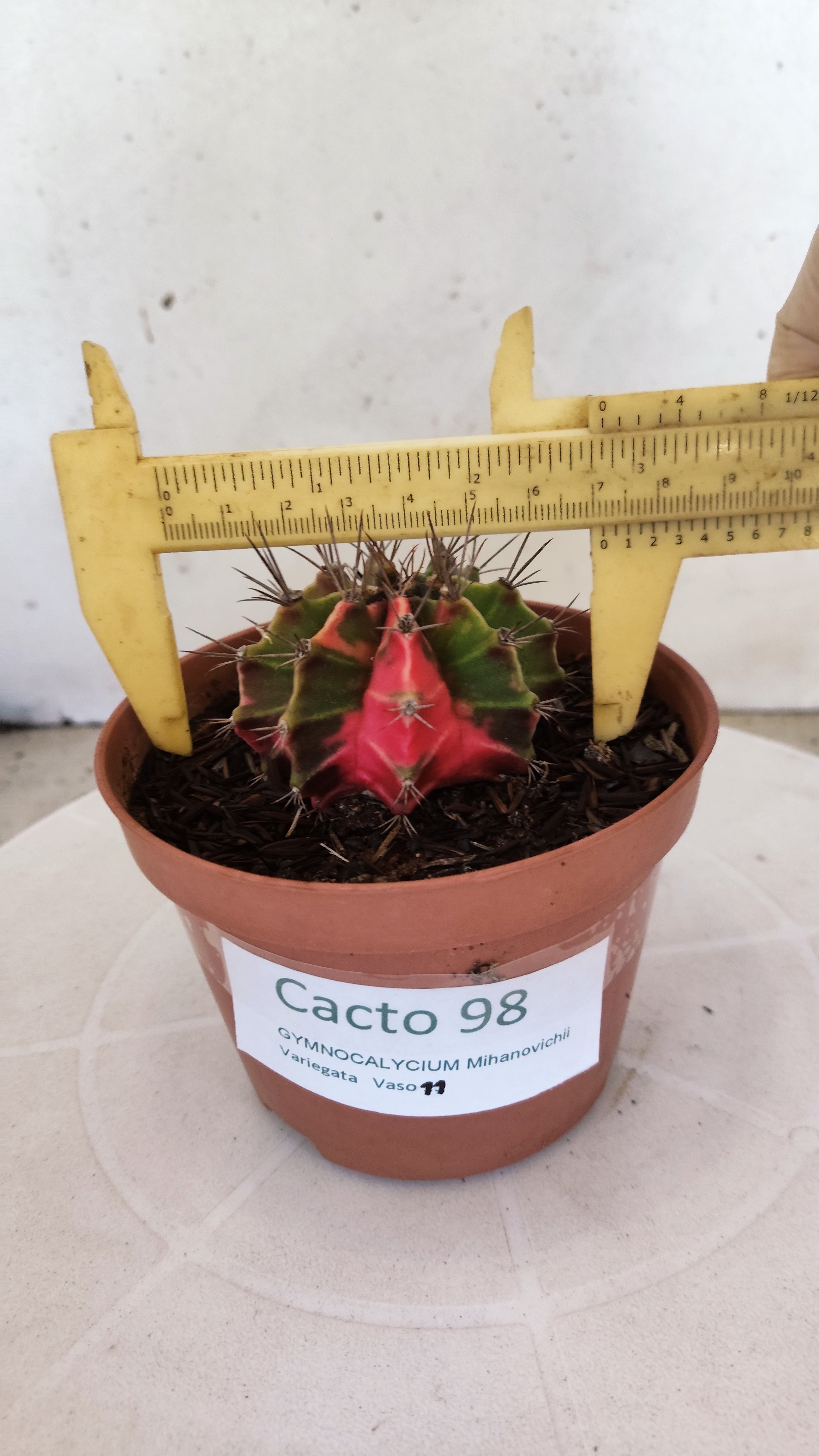 GYMNOCALYCIUM Mihanovichii "Variegata" Nº 98 – vaso 11
