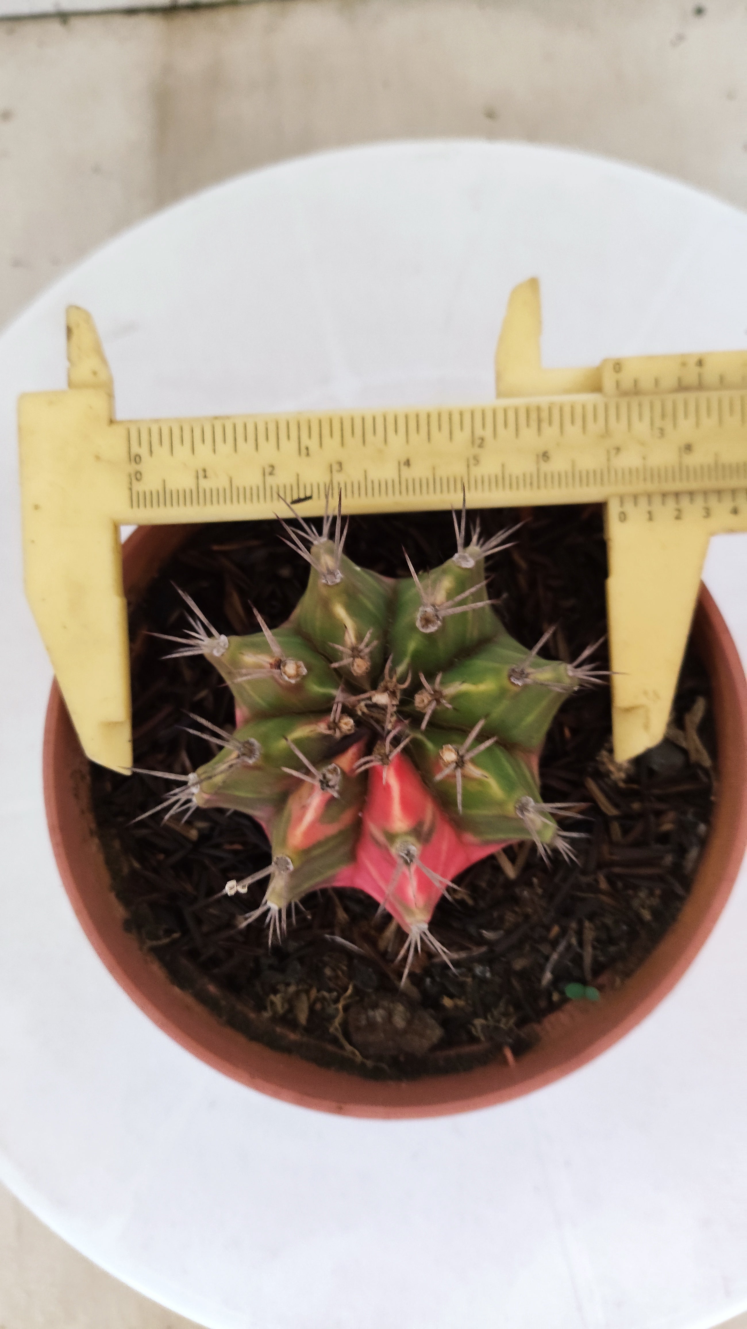 GYMNOCALYCIUM Mihanovichii "Variegata" Nº 98 – vaso 11