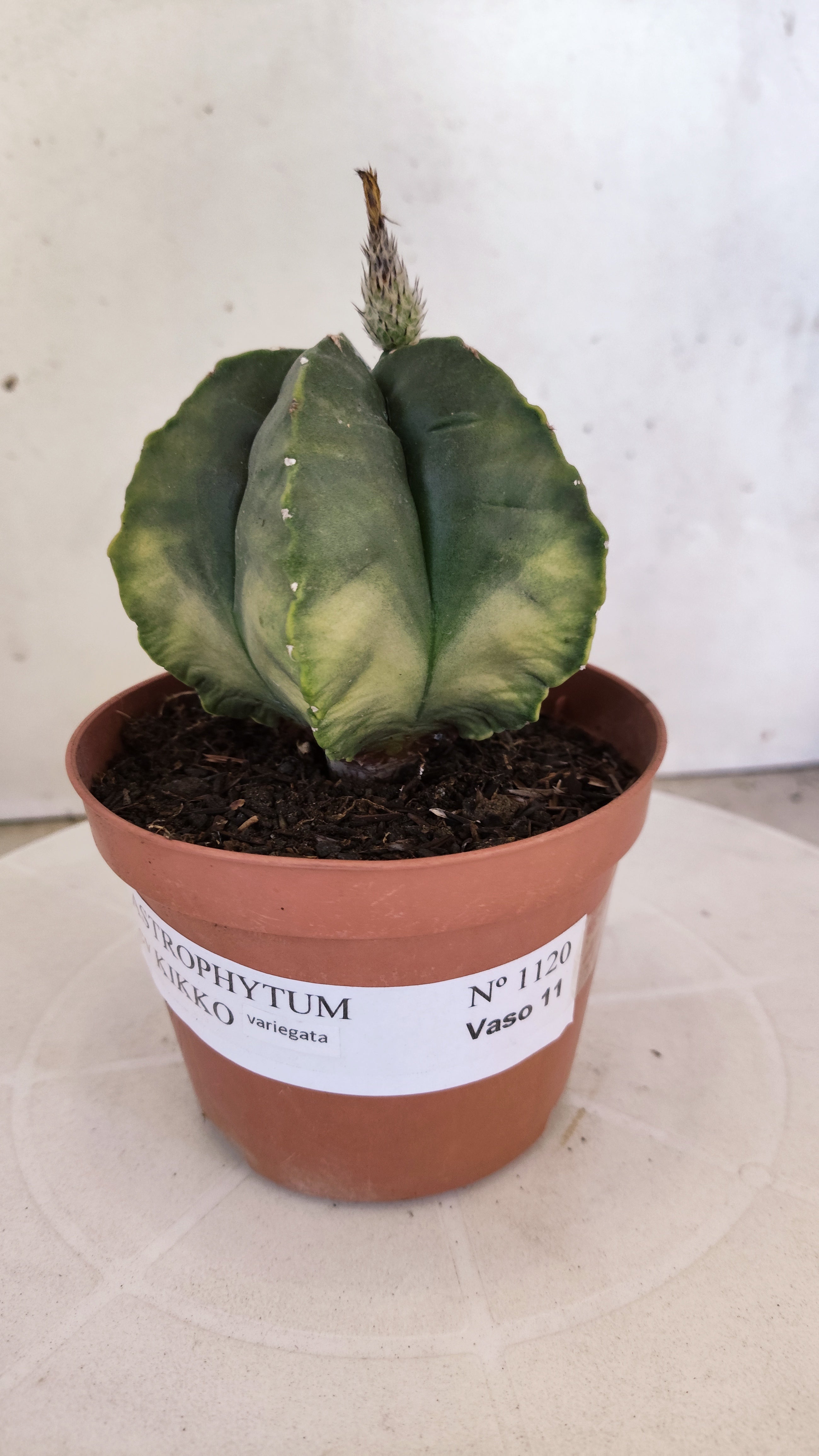 MATRIZ ASTROPHYTUM cv KIKKO  Nº 1120 – vaso 11