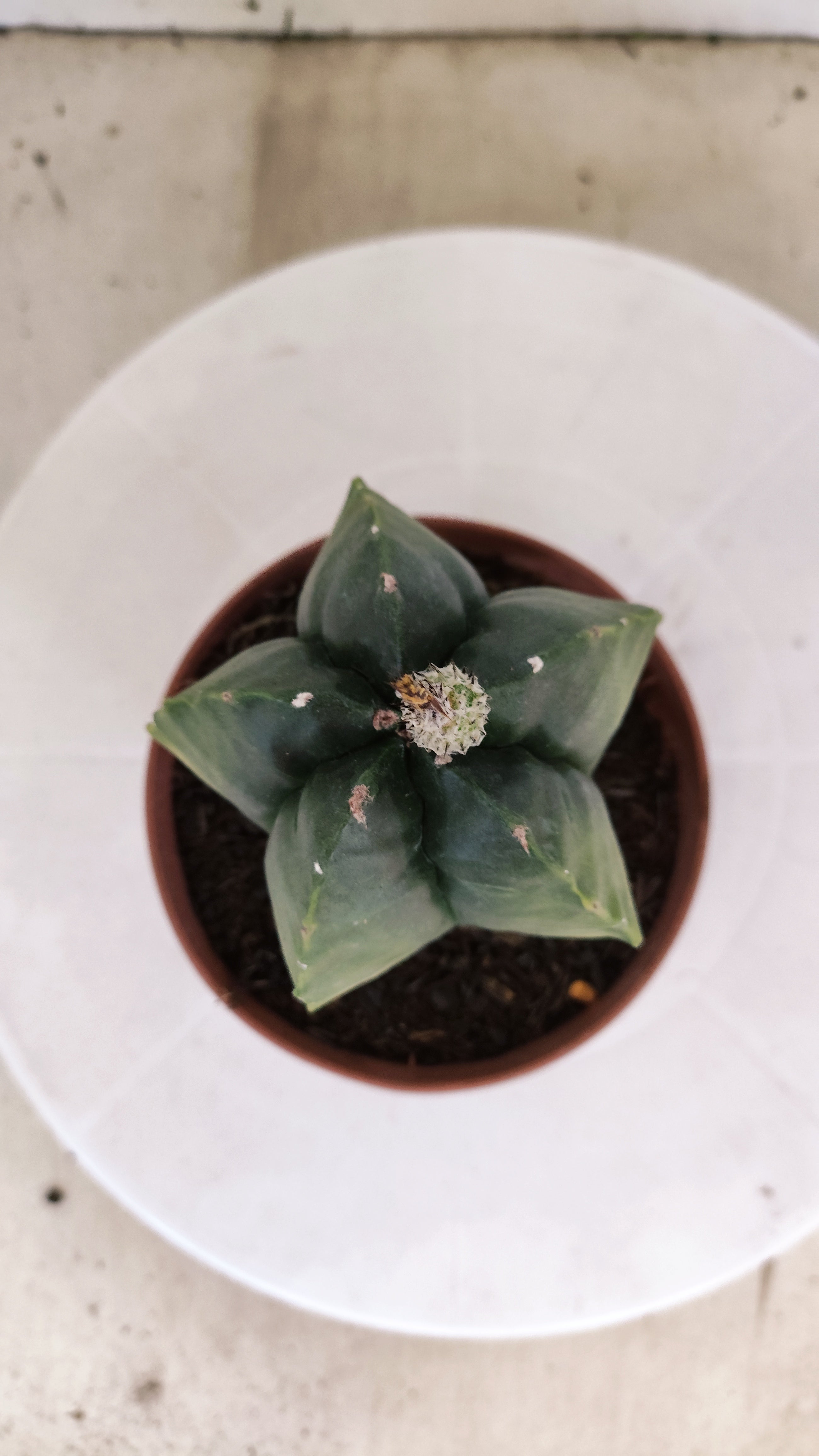 MATRIZ ASTROPHYTUM cv KIKKO  Nº 1120 – vaso 11