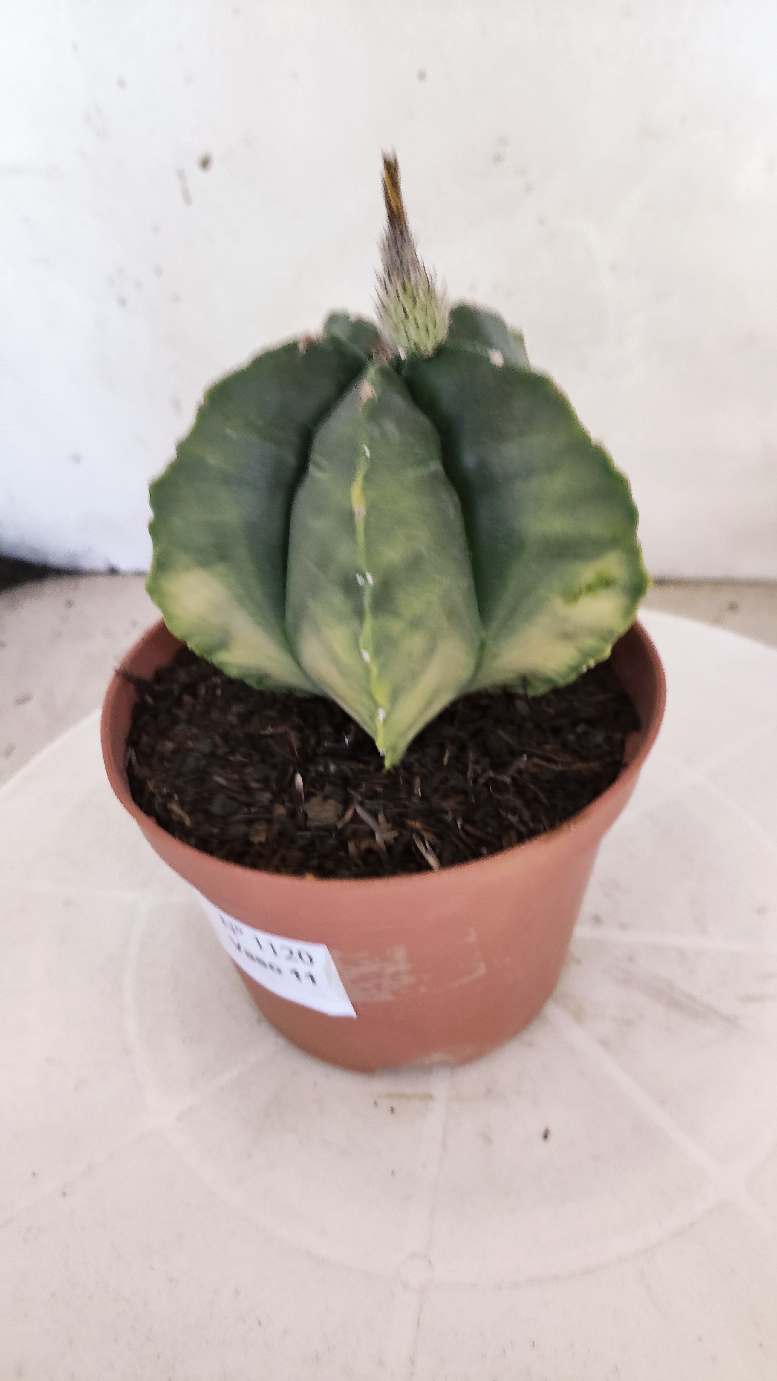 MATRIZ ASTROPHYTUM cv KIKKO  Nº 1120 – vaso 11