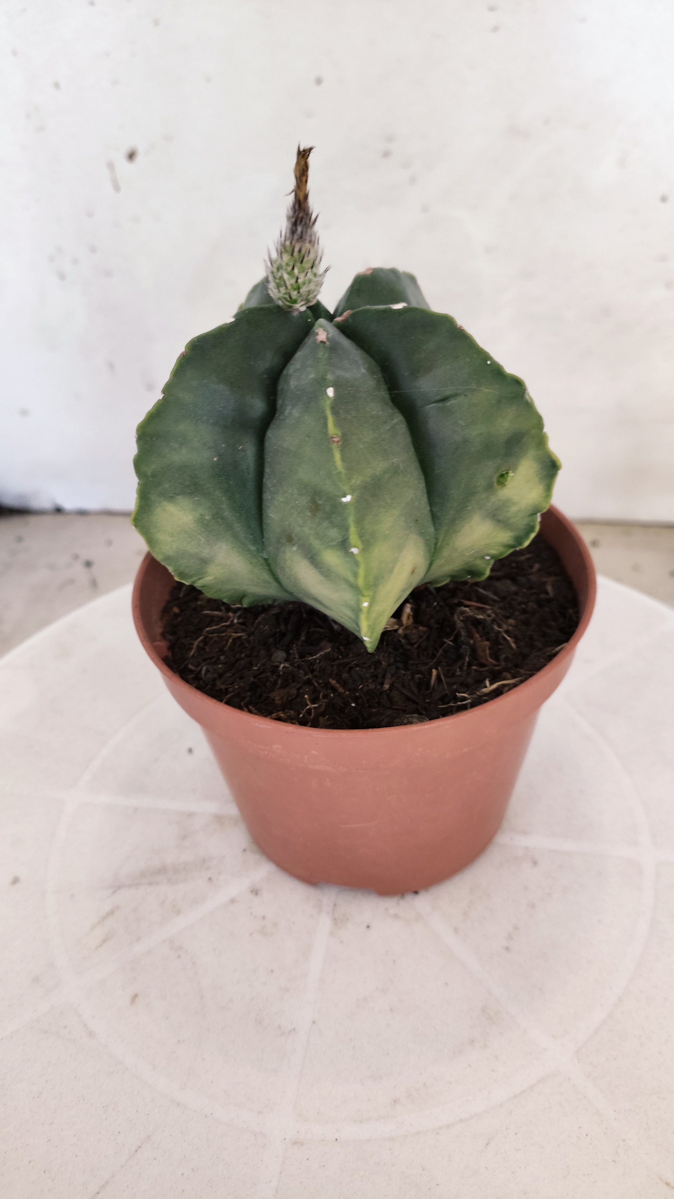 MATRIZ ASTROPHYTUM cv KIKKO  Nº 1120 – vaso 11