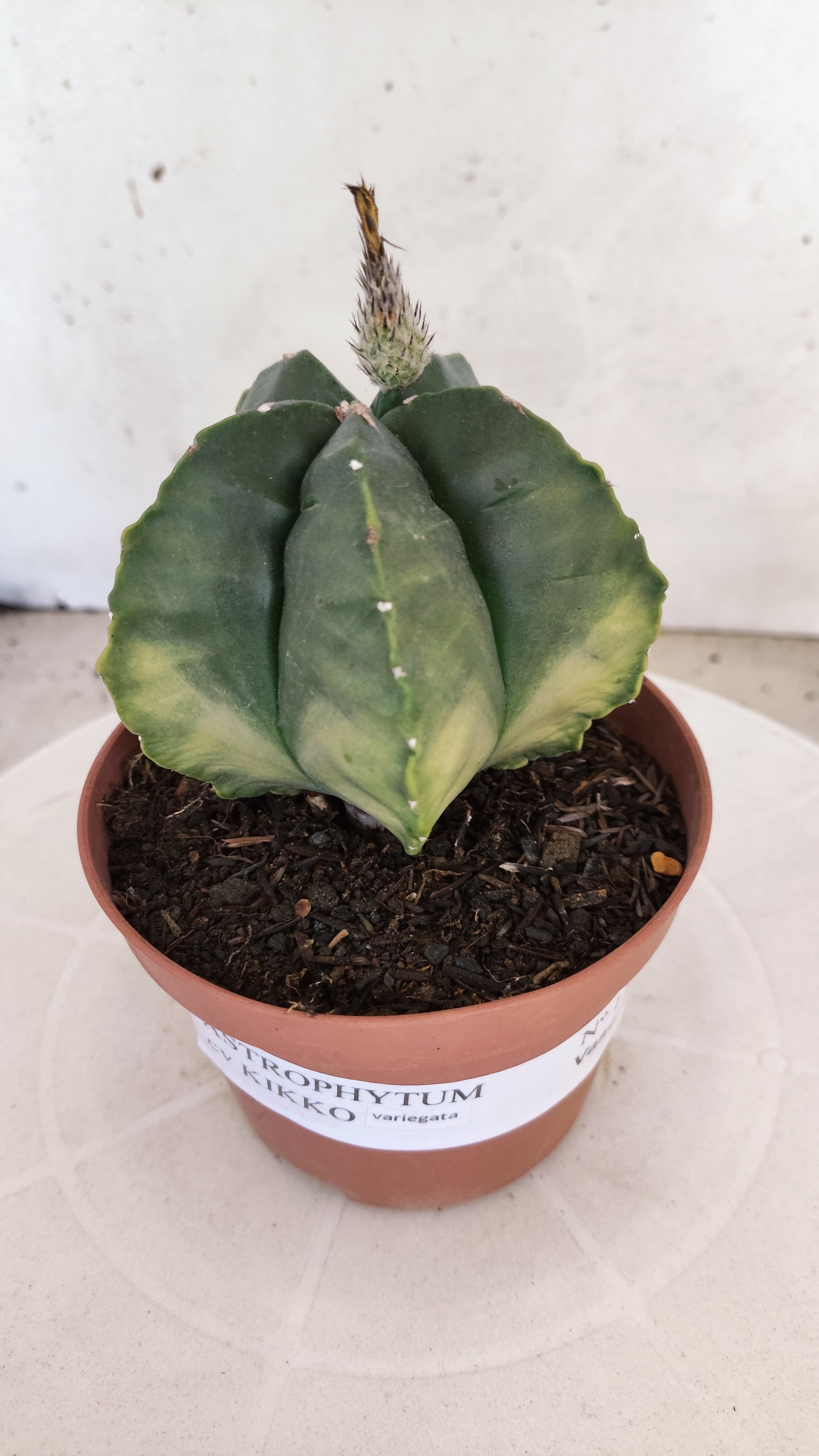 MATRIZ ASTROPHYTUM cv KIKKO  Nº 1120 – vaso 11