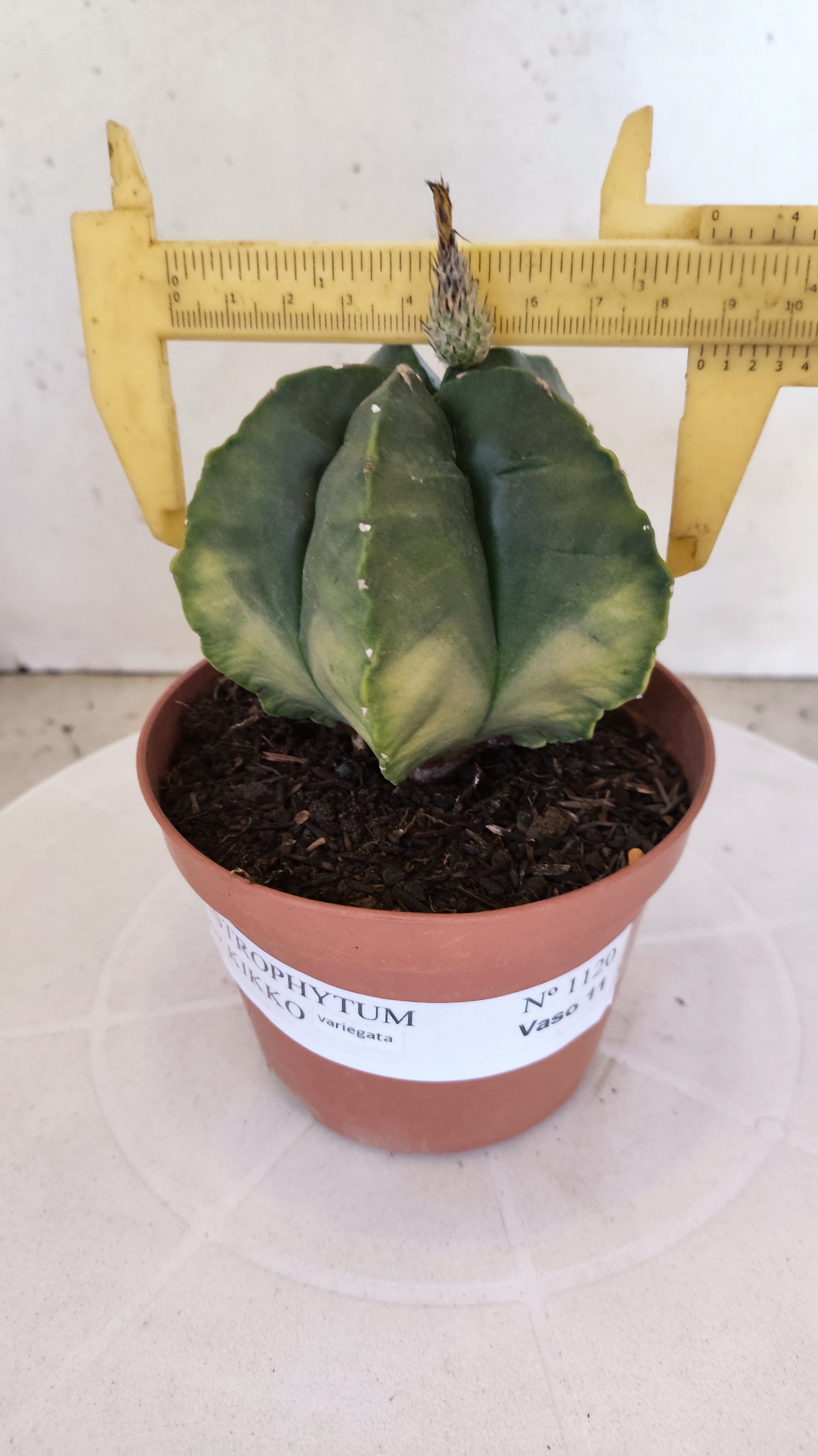 MATRIZ ASTROPHYTUM cv KIKKO  Nº 1120 – vaso 11
